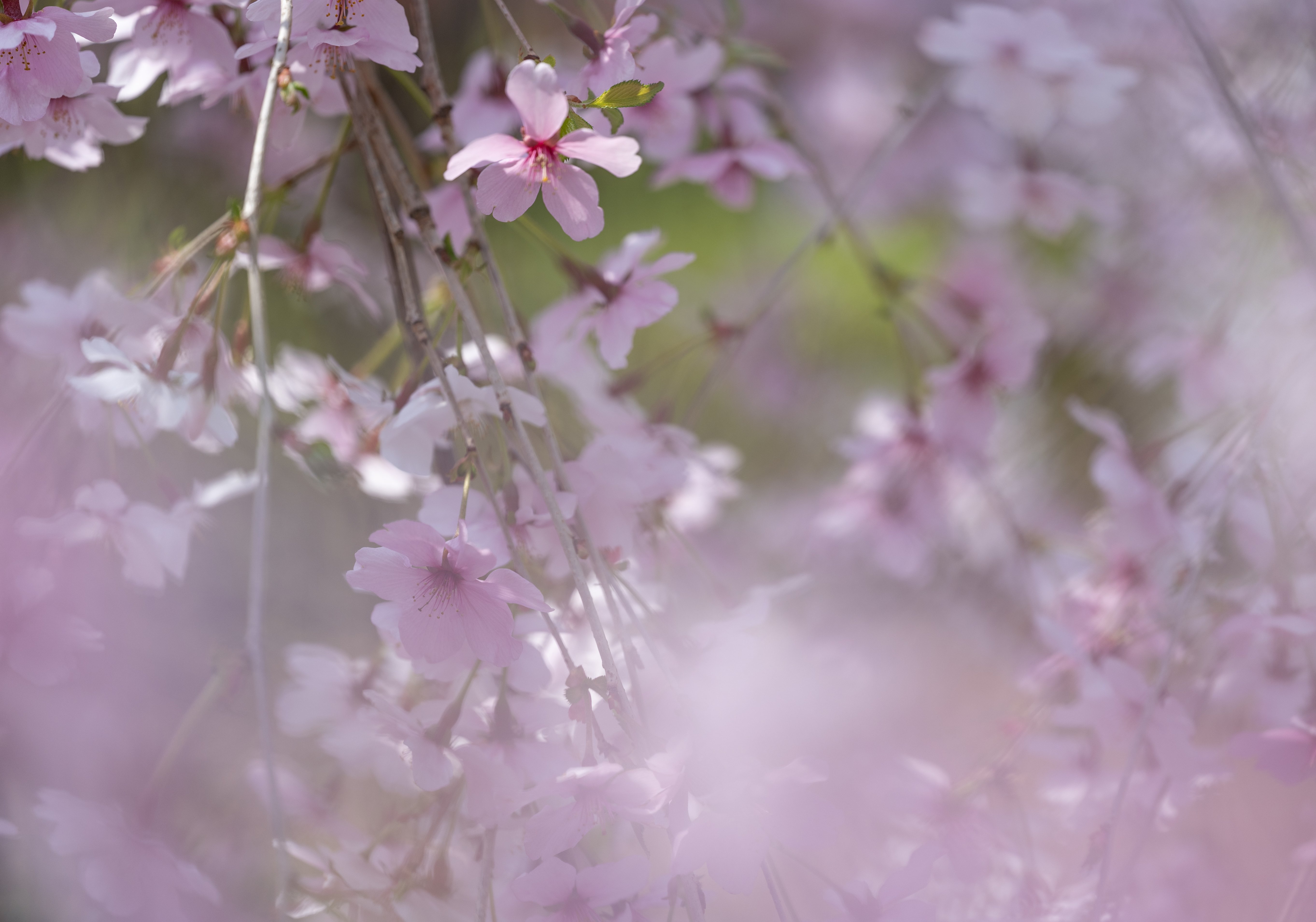 桜（東京2）：NIKKOR Z MC 105mm f/2.8 VR S｜@infinity.909