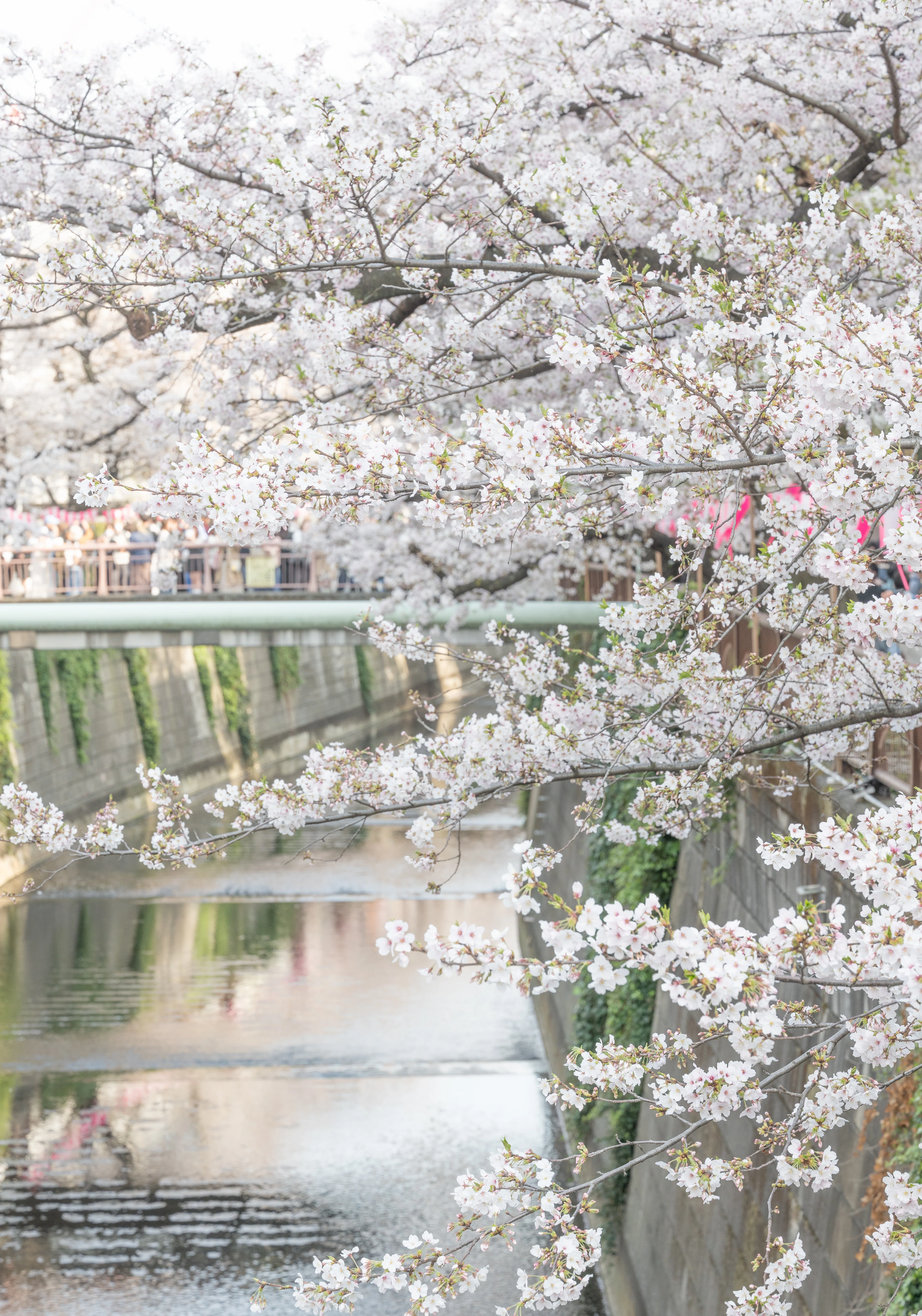 桜（東京2）：NIKKOR Z MC 105mm f/2.8 VR S｜@infinity.909
