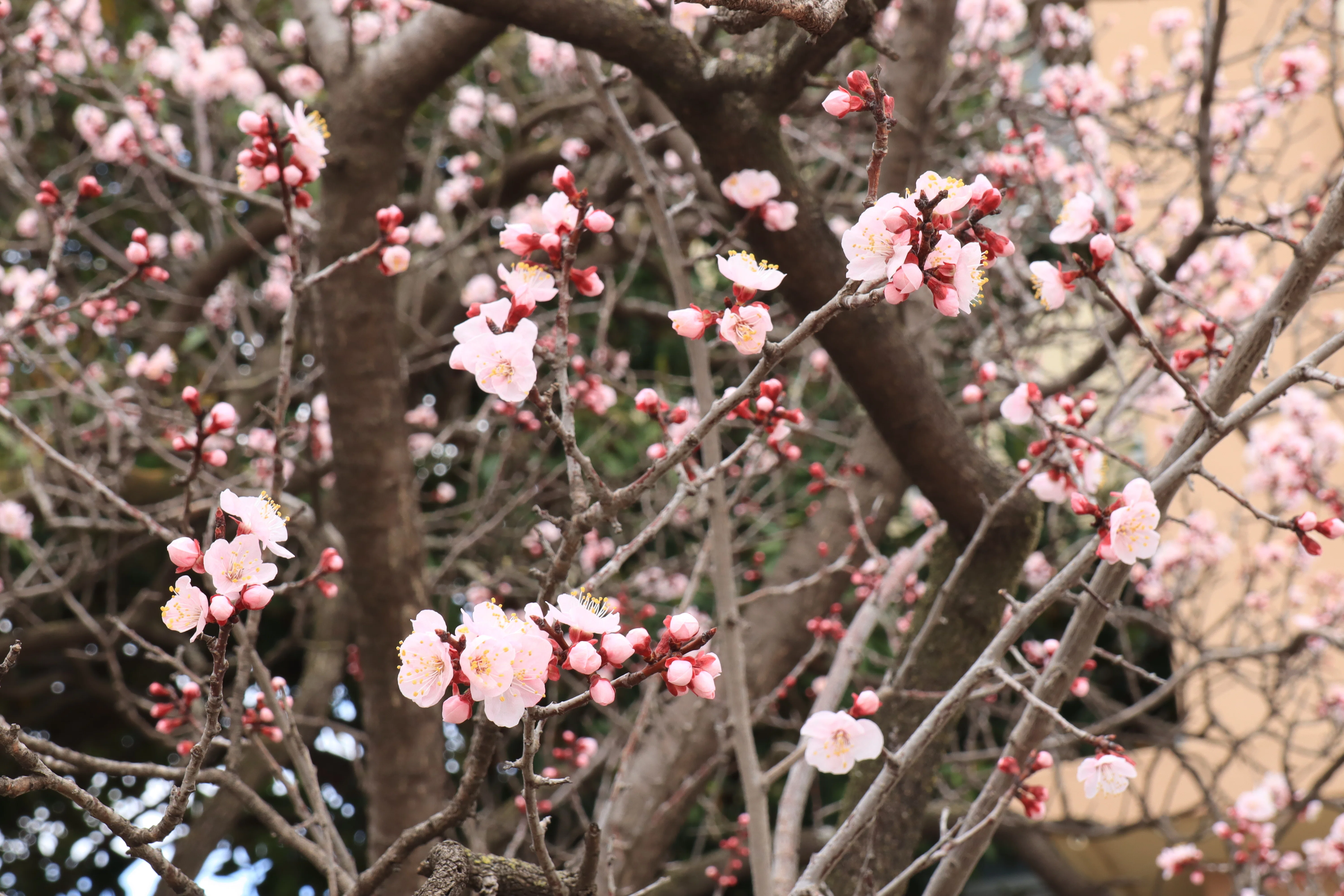 絶景写真⑤ あんずの花｜ややまりん