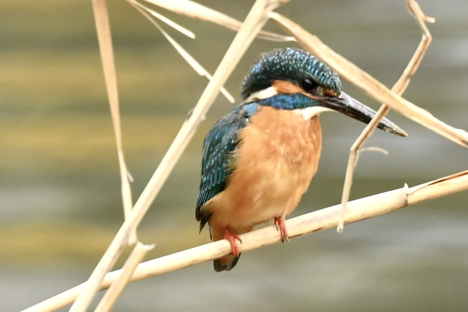 Today's Birdwatching: A Kingfisher Digging a Hole｜something blue