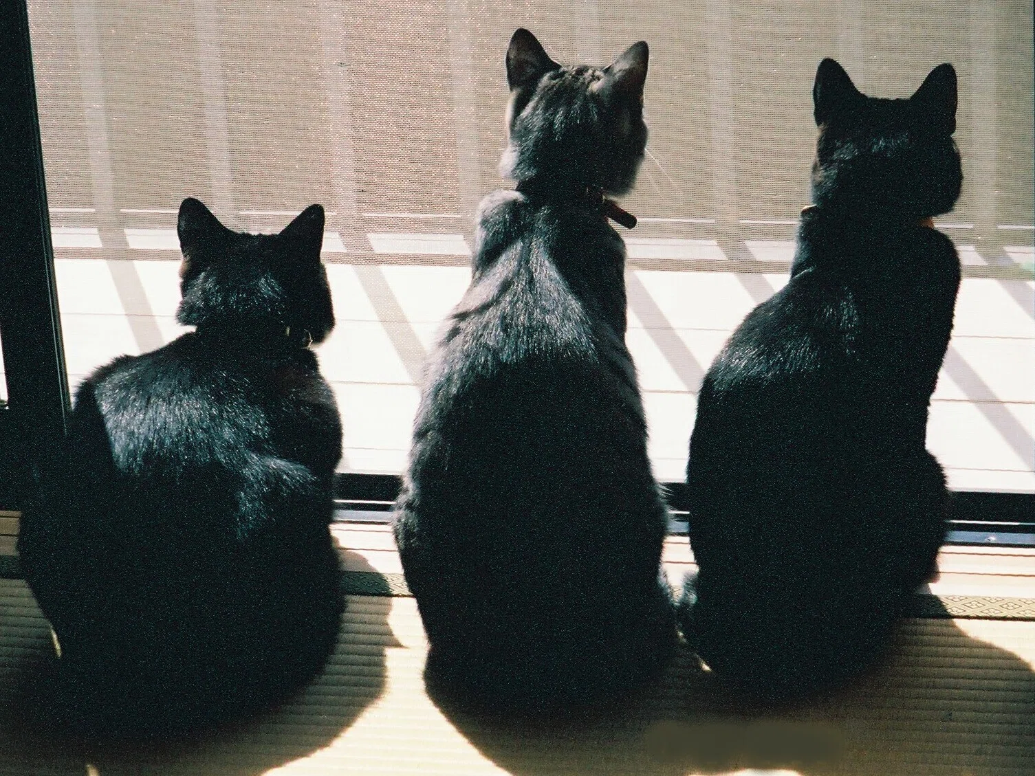 ねこばなし くろねこエピソード｜s.nitou