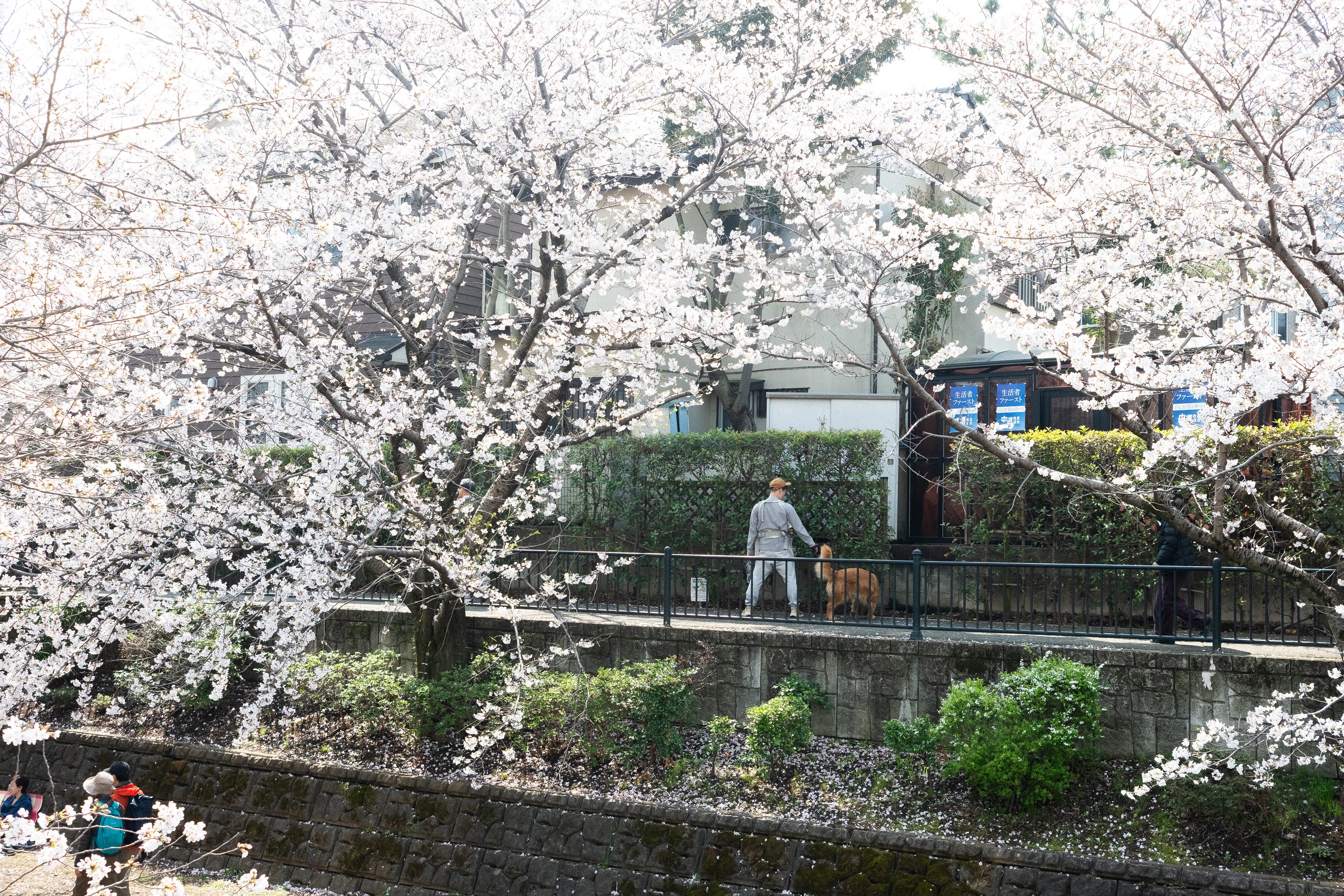 Let's see these cherry blossoms together again next year