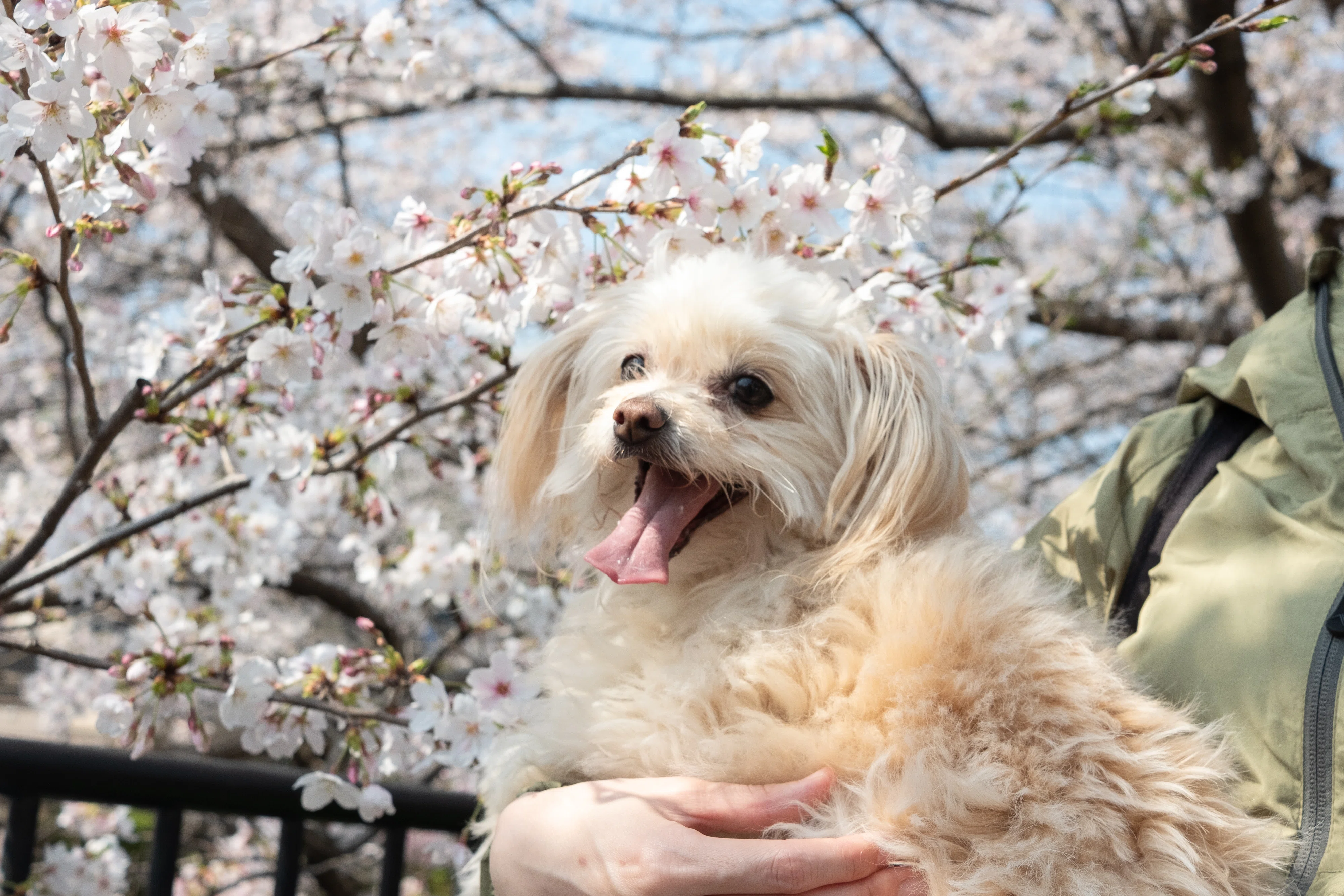 Let's see these cherry blossoms together again next year