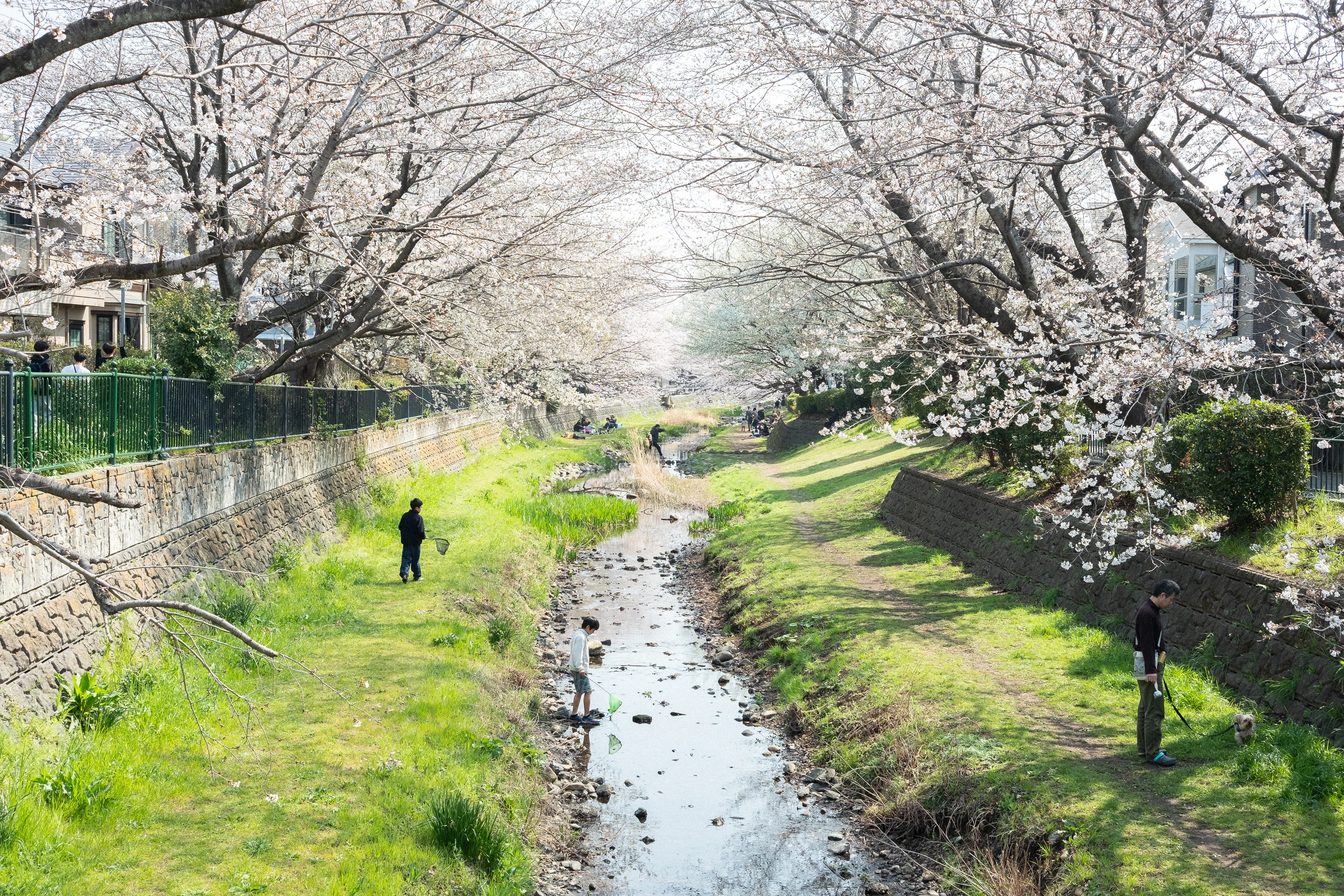 Let's see these cherry blossoms together again next year