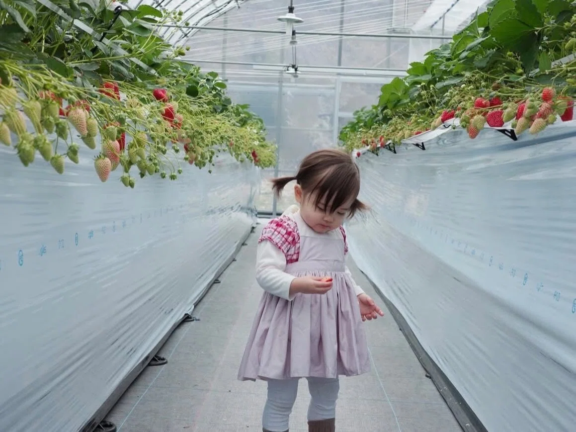 🍓 Strawberry picking: It's not just about 'eating'｜やくも