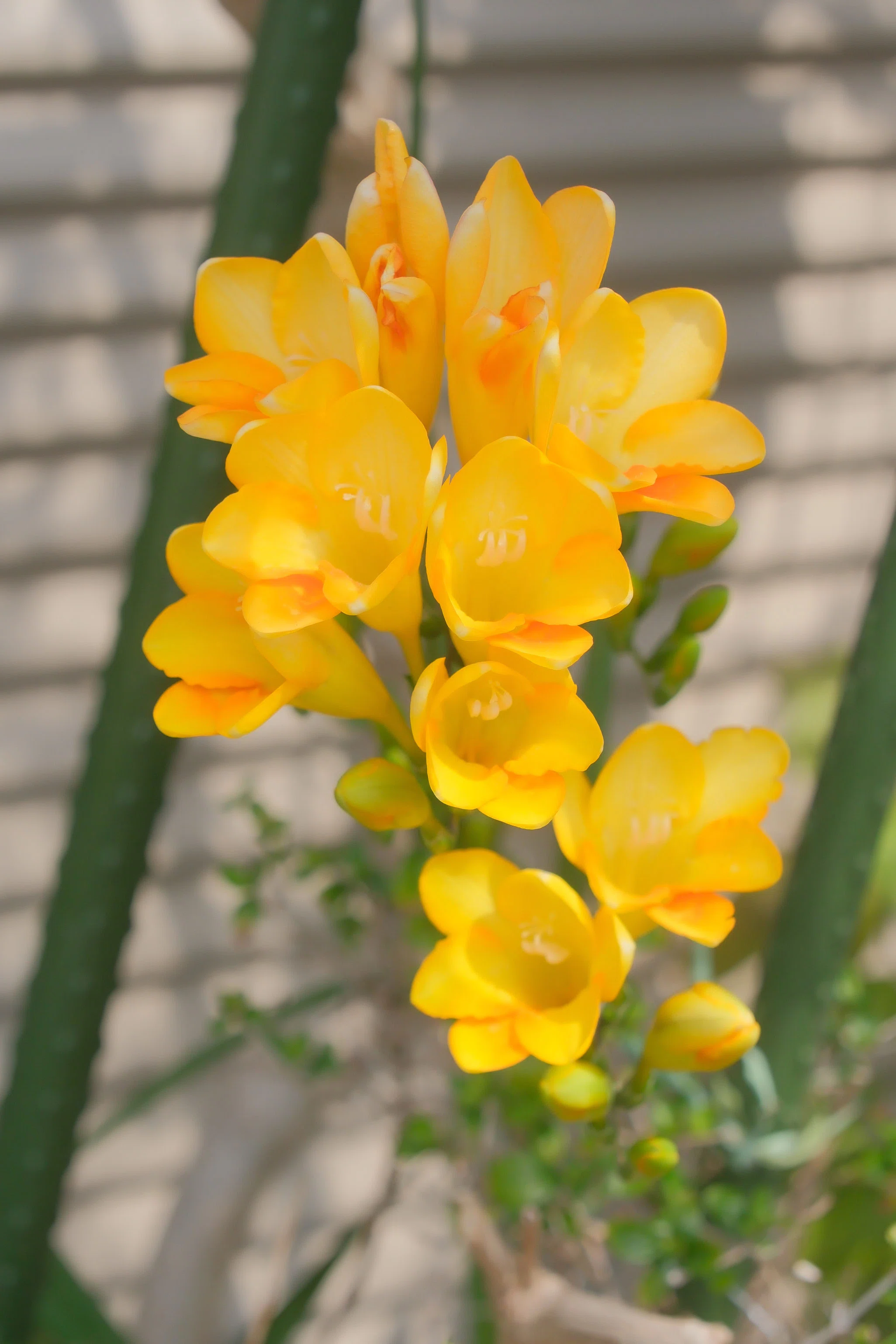 散歩で見つけたお花の写真 （ X-T5 : Tamron 18-300mm F/3.5-6.3