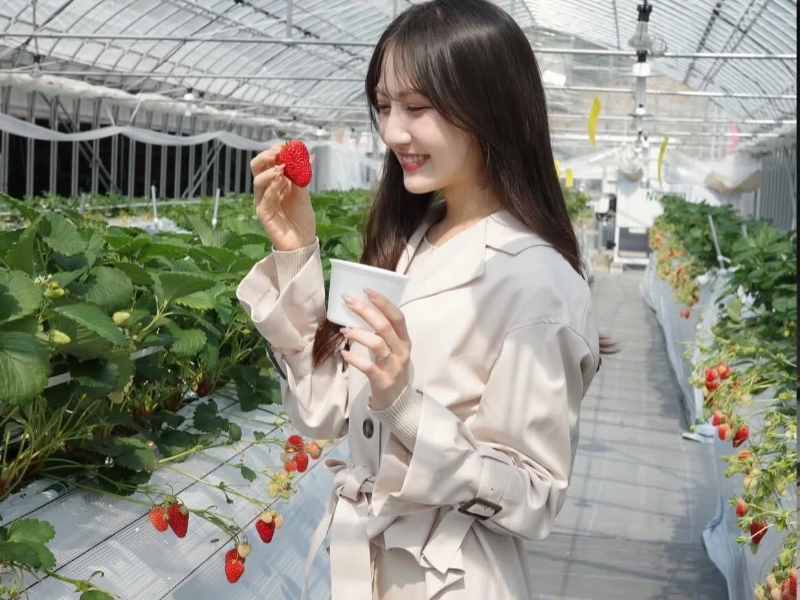 🍓 Strawberry picking: It's not just about 'eating'｜やくも