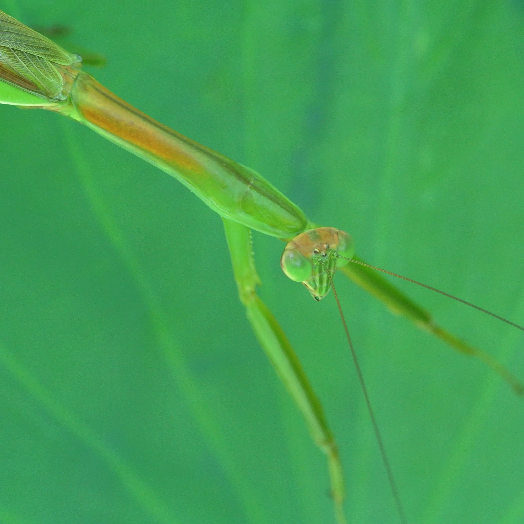 カマキリ｜INSETTO