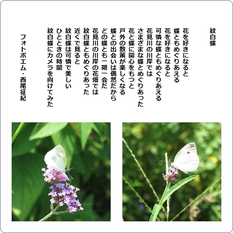紋白蝶｜西尾征紀 （Nishio Masanori）
