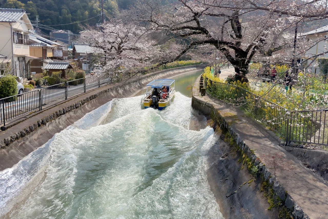 びわ湖疏水の桜 10日間のタイムラプス|TKohtarou びわ湖疏水の桜 10日間のタイムラプス|TKohtarou
