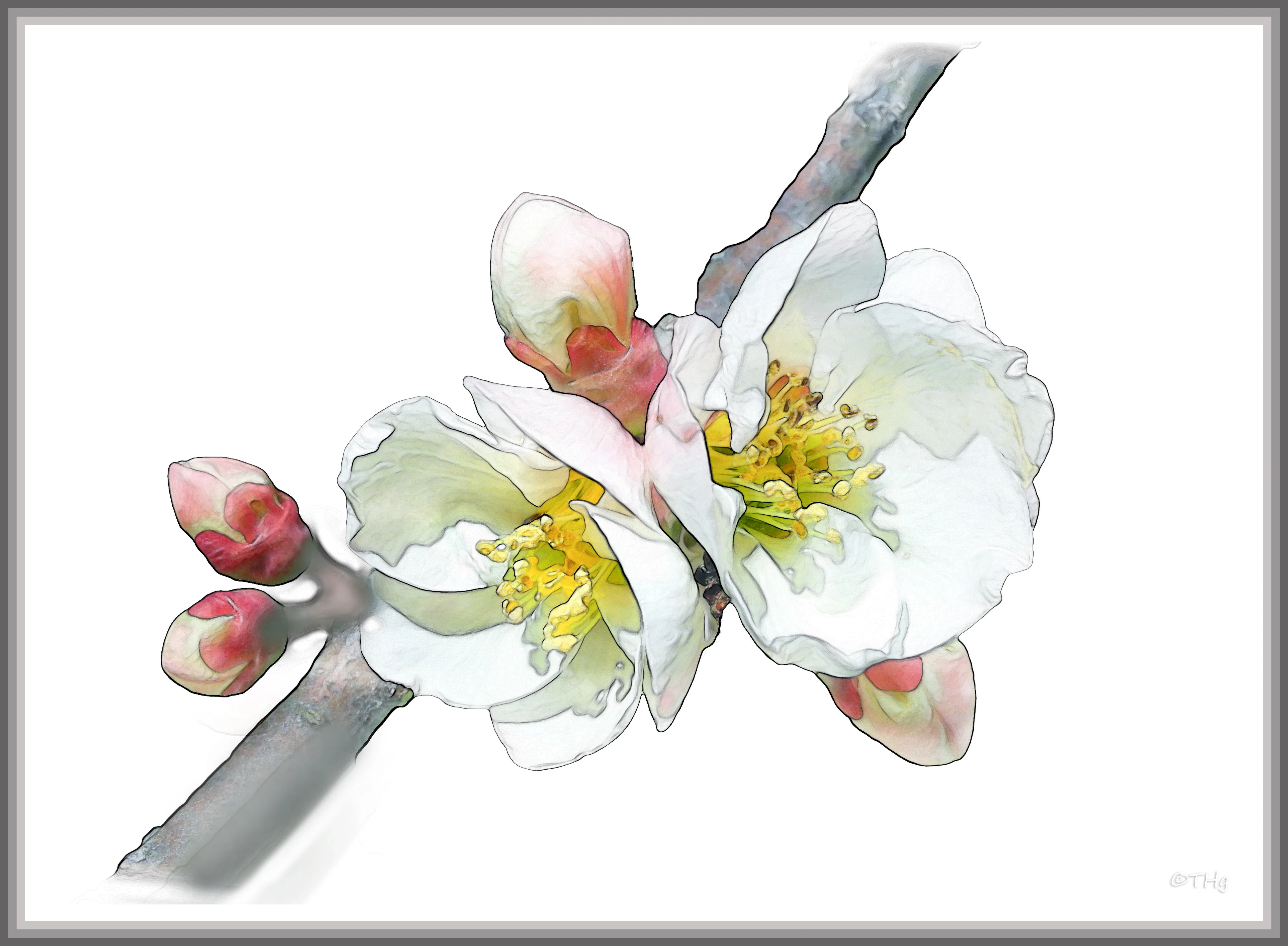 ボケの花（水彩画風）｜taka