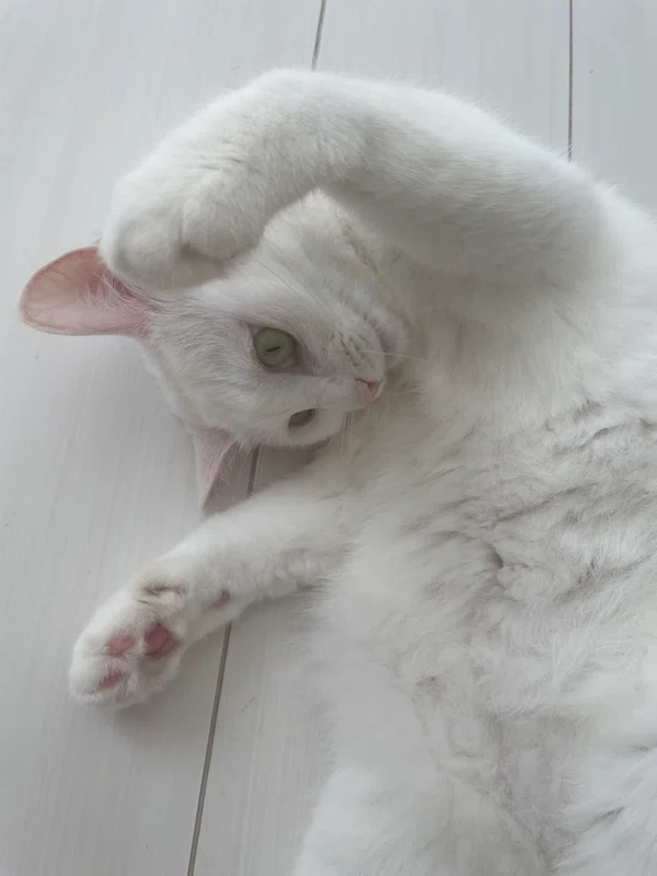 キミとねこ。―新原泰佑とミーコ＆白滝―｜ヤマト運輸公式note