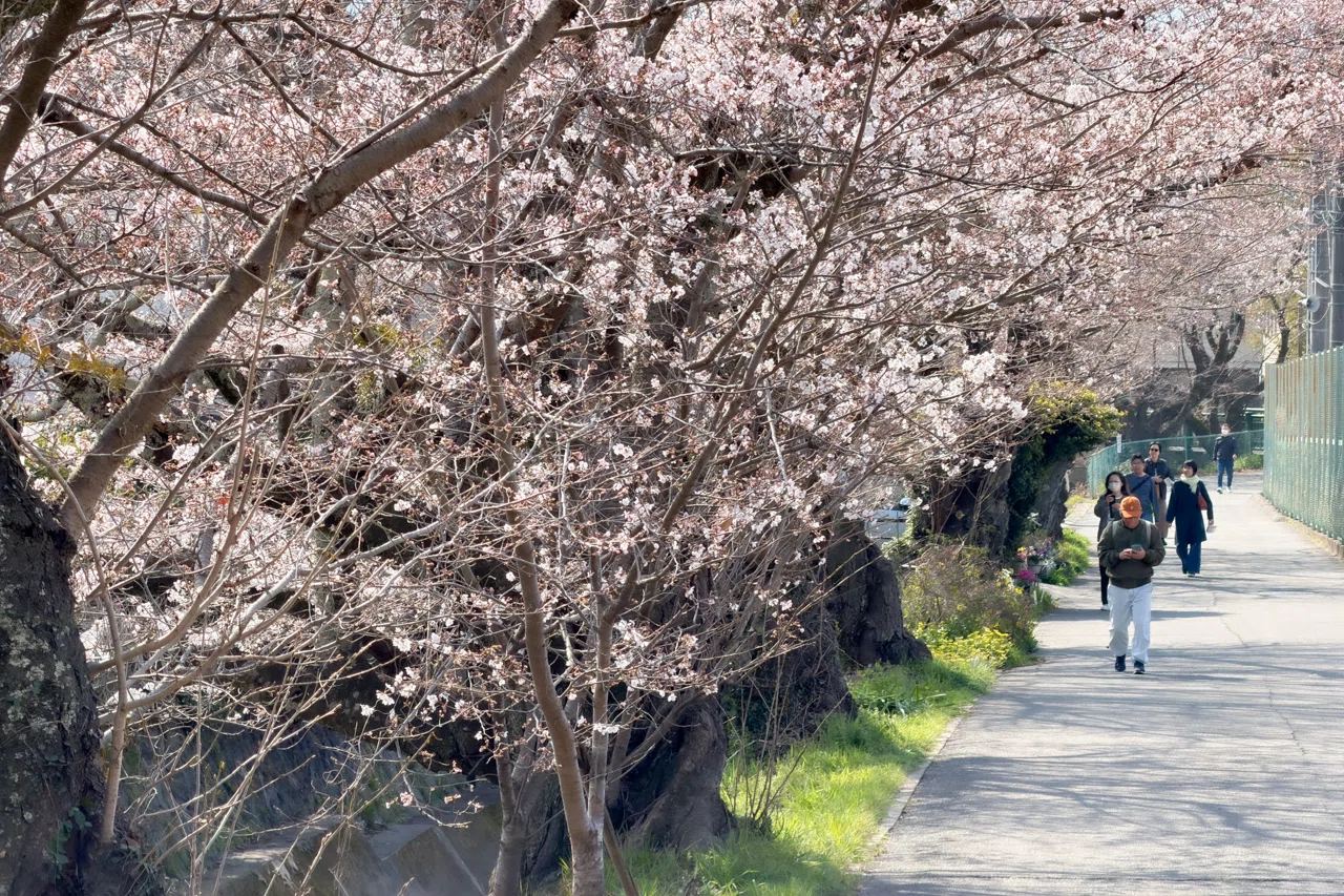 びわ湖疏水の桜 10日間のタイムラプス｜TKohtarou