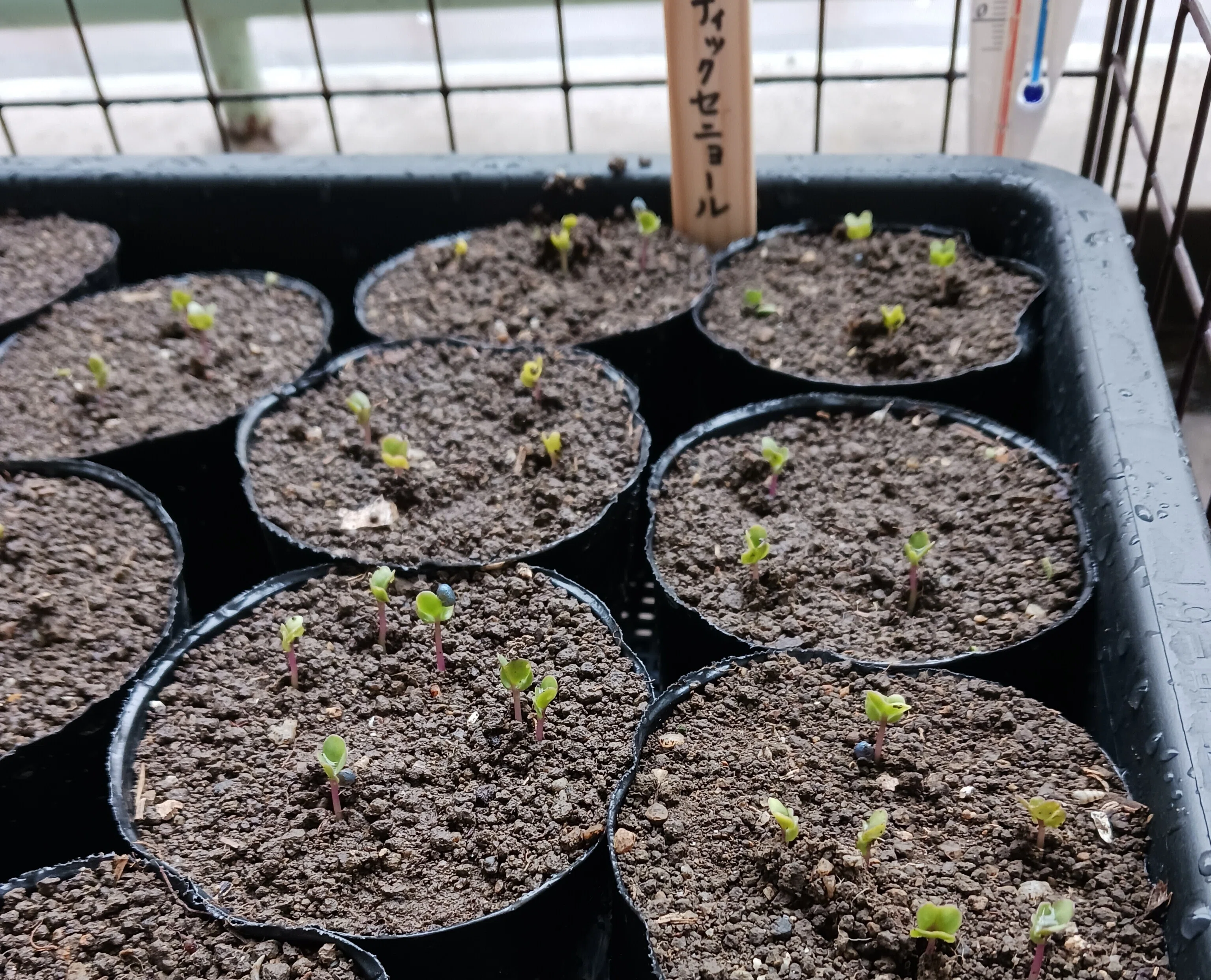 自然栽培の育苗】肥料なし！畑の土だけで苗は育つ？発芽～本葉までの