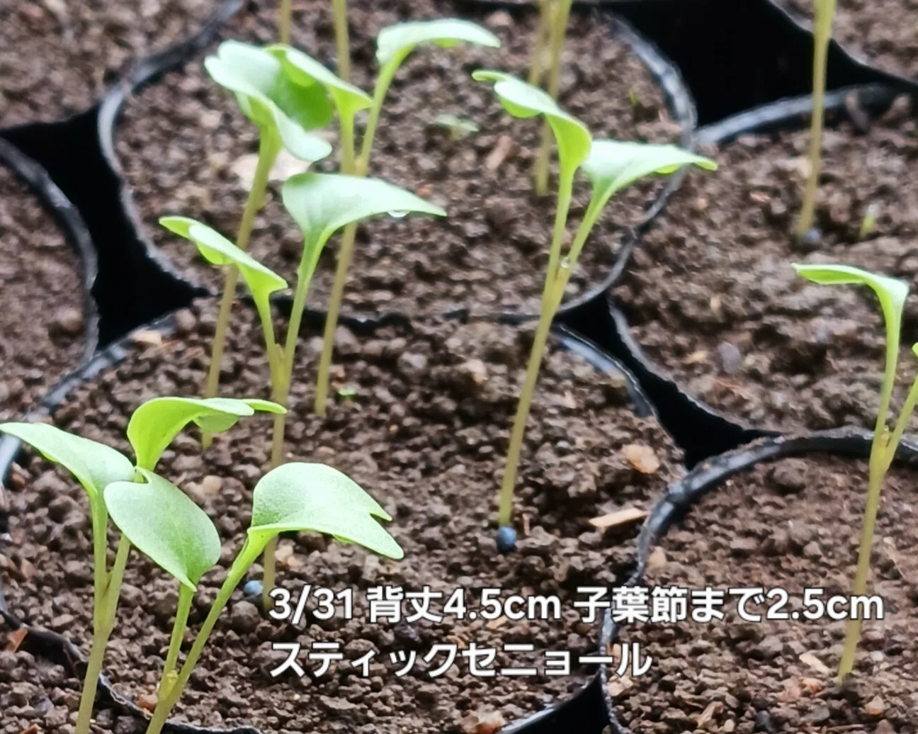 自然栽培の育苗】肥料なし！畑の土だけで苗は育つ？発芽～本葉までの
