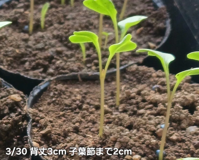 大きめ発芽苗　30本 自然栽培の育苗】肥料なし！畑の土だけで苗は育つ？発芽～本葉までの