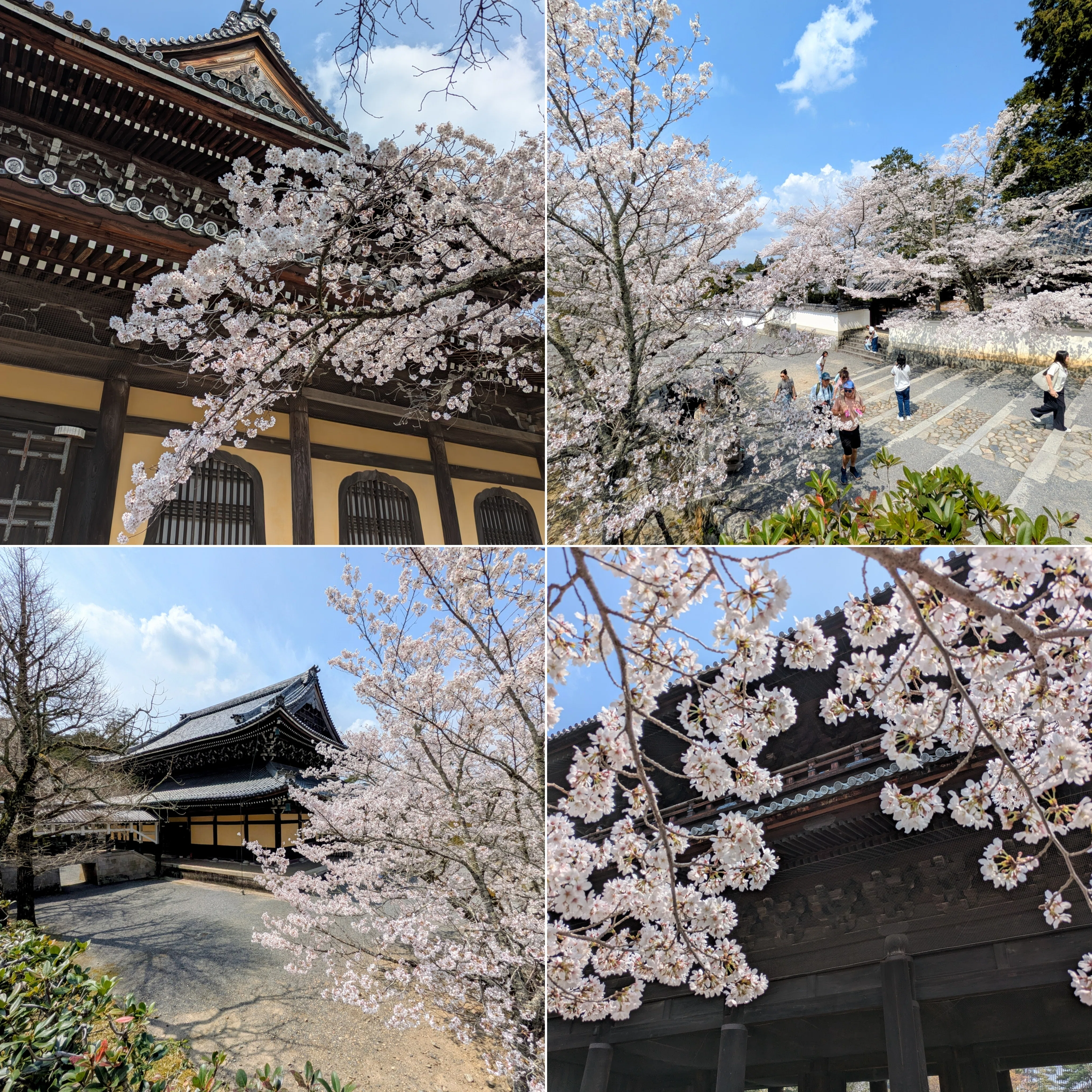 京都ぶらり】2026年続々開花！満開の京都桜スポット｜京都ぶらり