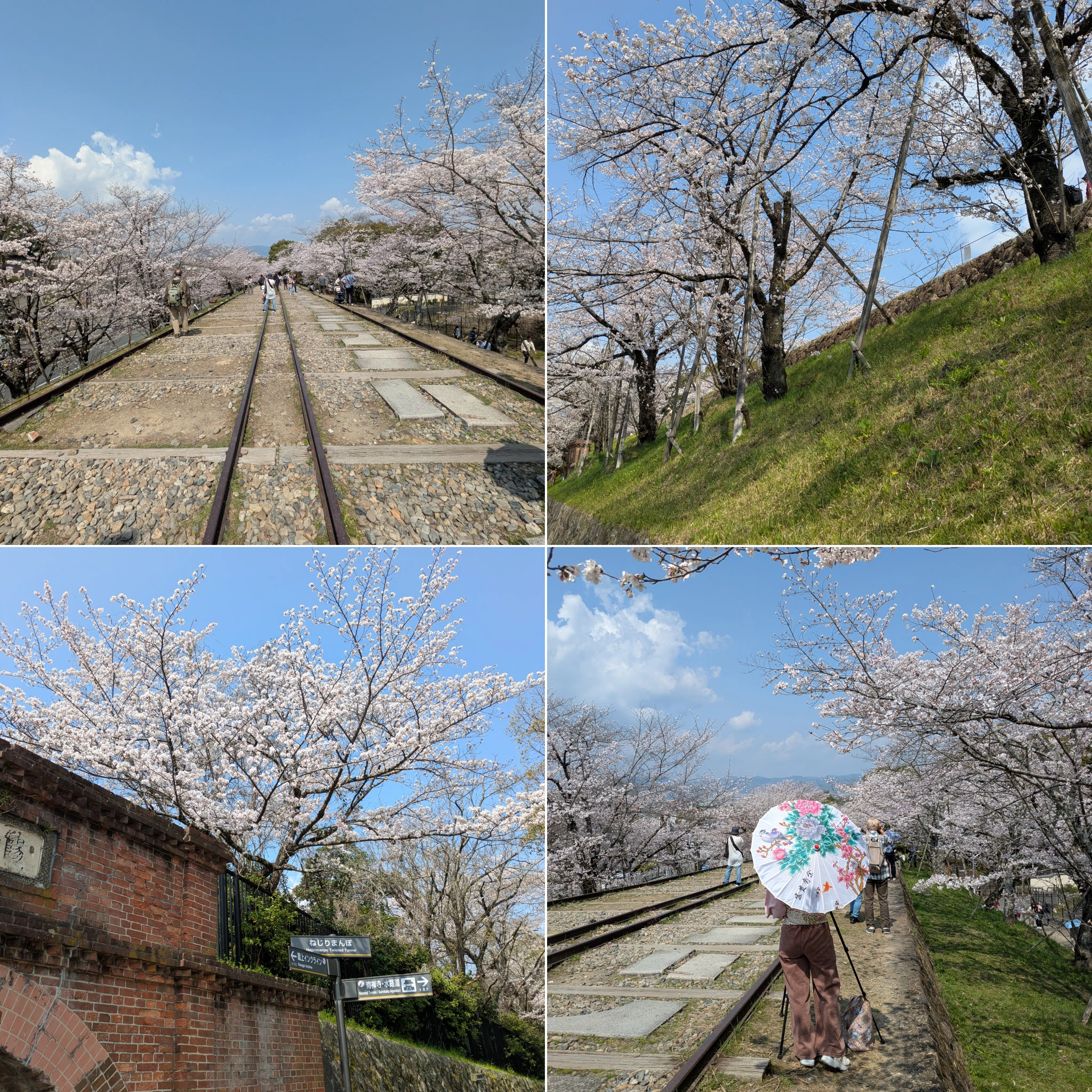 京都ぶらり】2026年続々開花！満開の京都桜スポット｜京都ぶらり