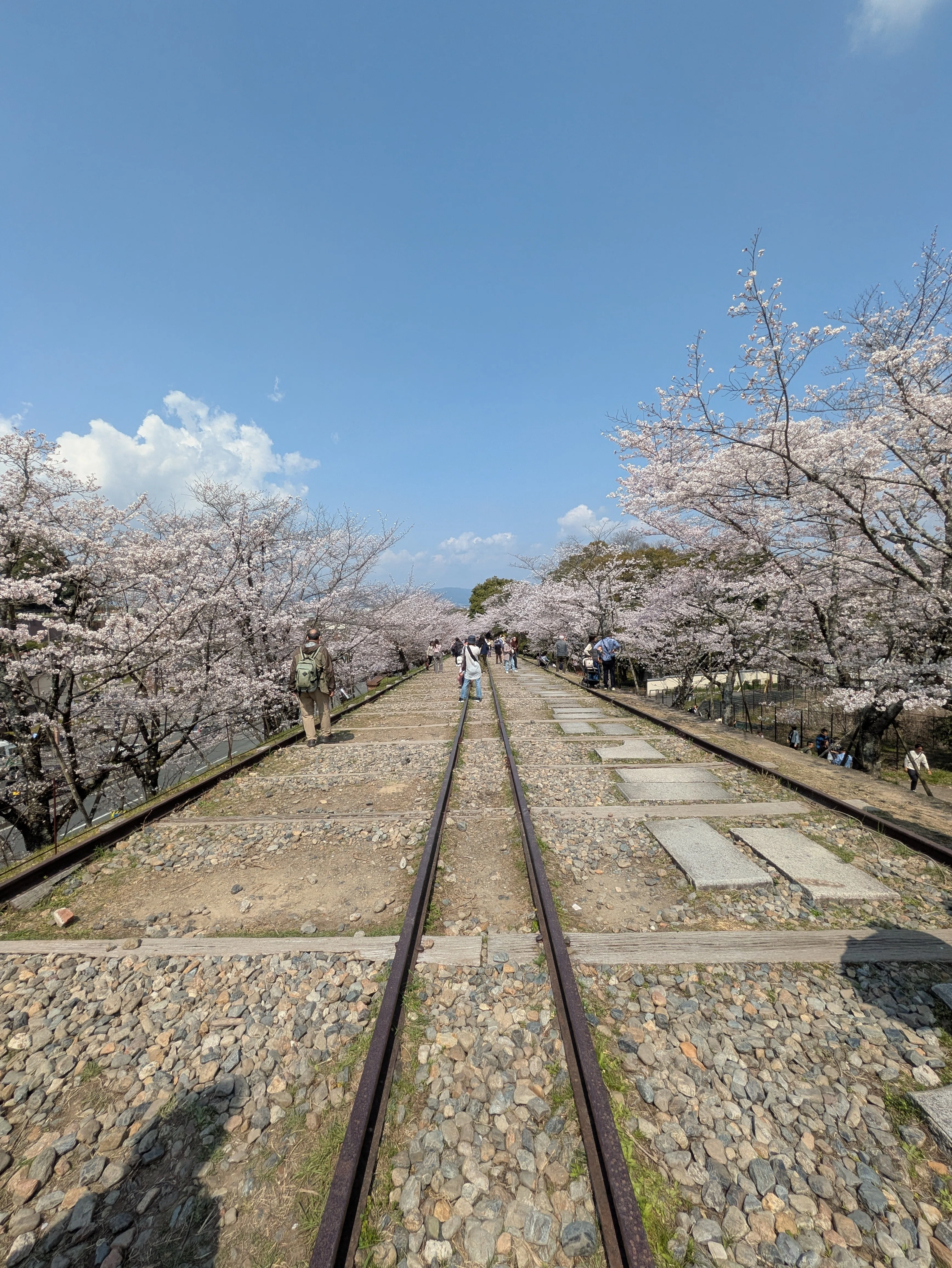 京都ぶらり】2026年続々開花！満開の京都桜スポット｜京都ぶらり