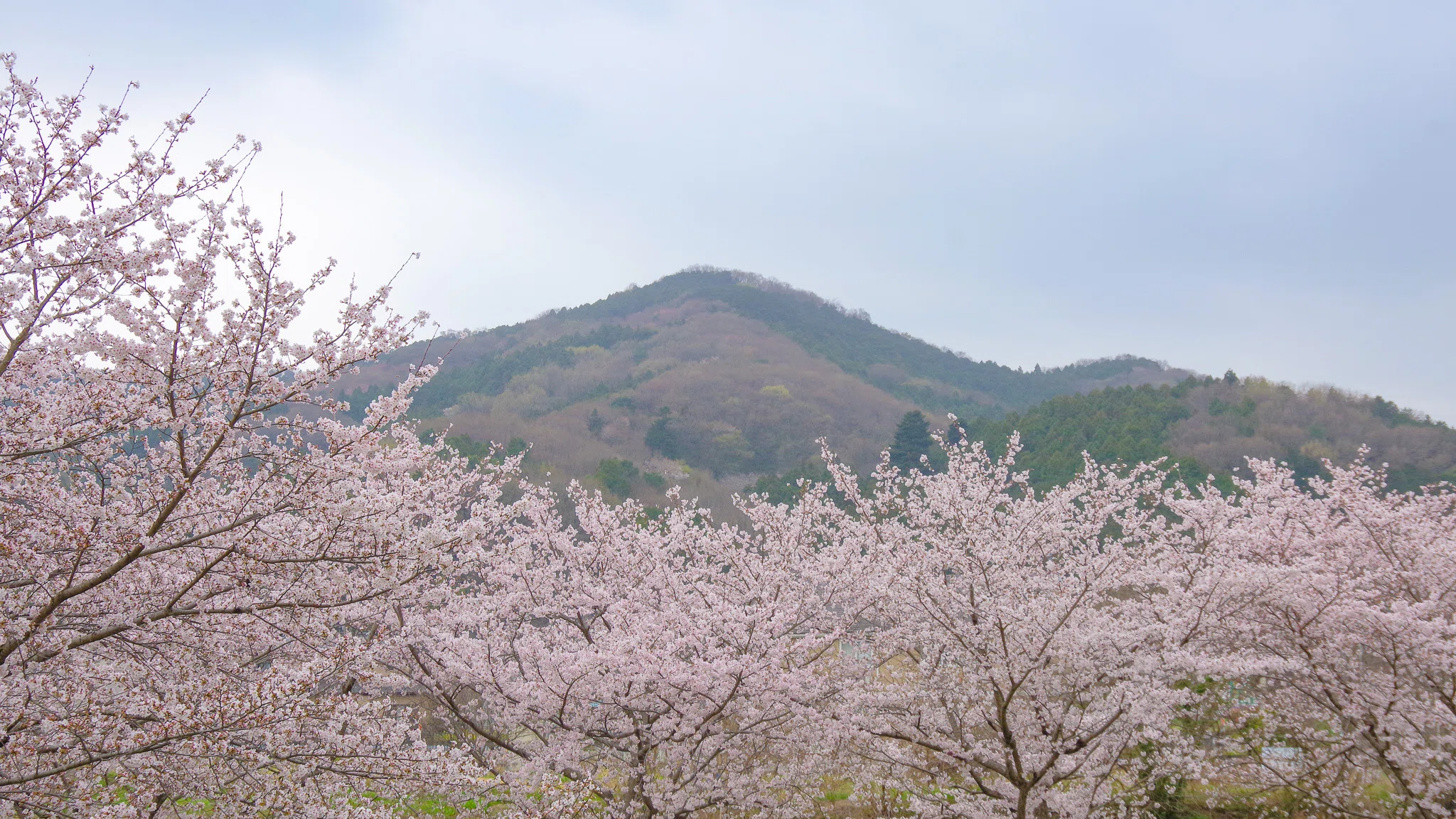 みんなのちょっぴり「通」な小川町の春のイチオシ！｜小川町ローカル