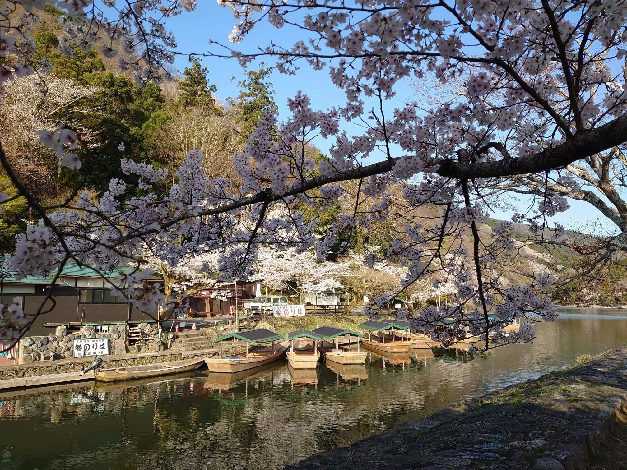 世界で一番嵐山を撮り続けた男の満開桜画像。てんこ盛り！｜カトラス