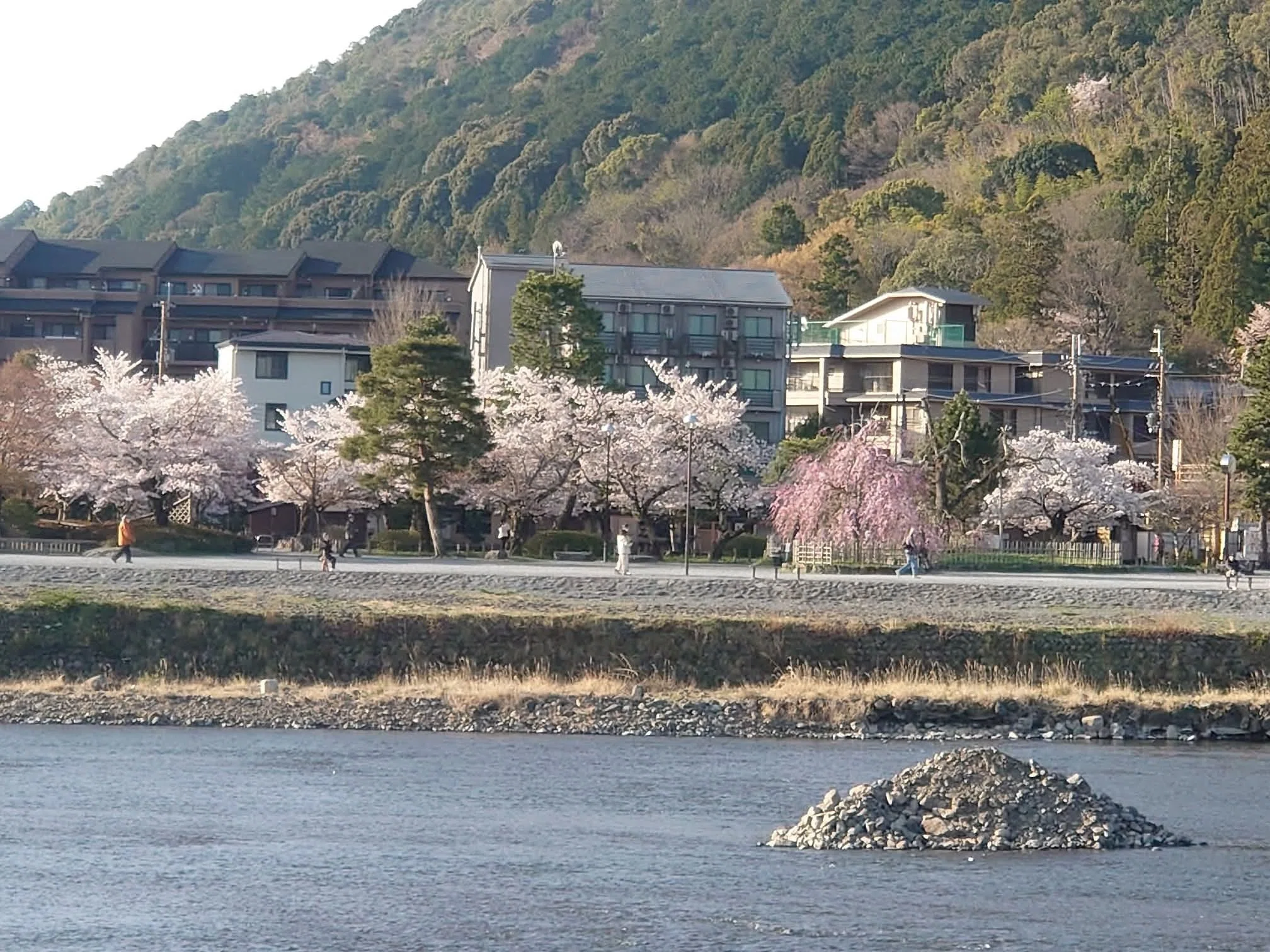 世界で一番嵐山を撮り続けた男の満開桜画像。てんこ盛り！｜カトラス
