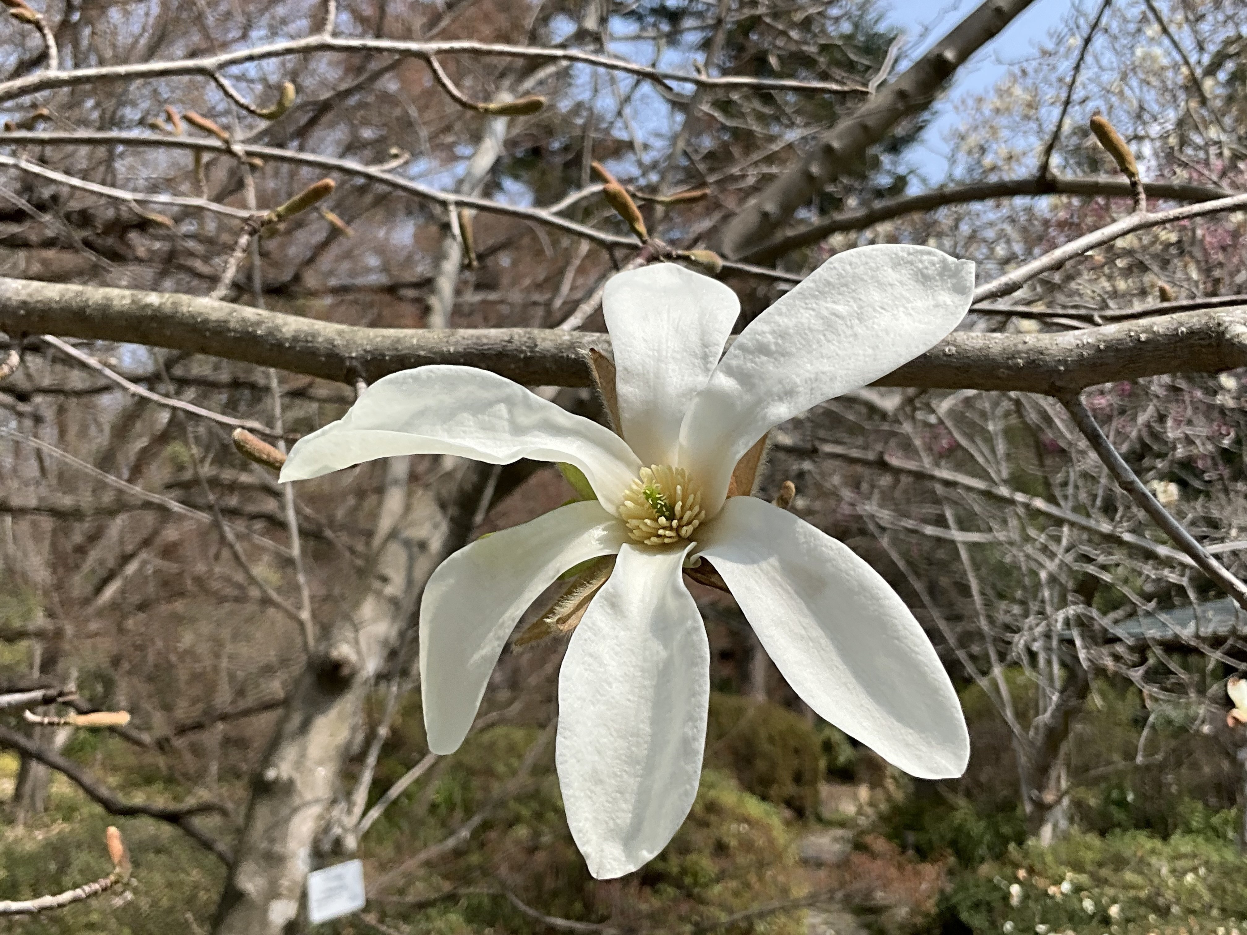 こぶし植木 コブシ（京都府立植物園）No.52：2026年3月31日（火）｜藤井秀昭