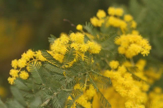 ヨウアカシア ミモザ パール アカシア ミモザを植えてはいけない理由は