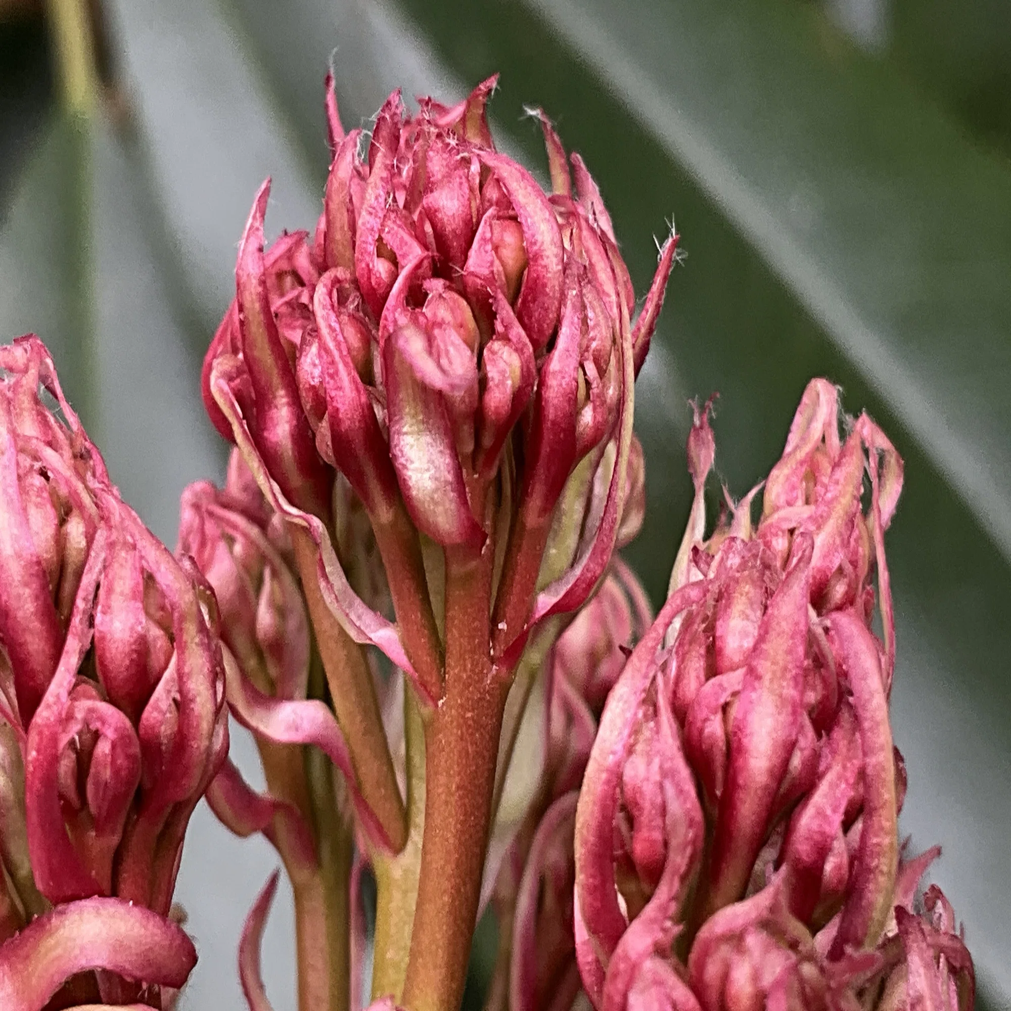 Photinia serratifolia (Kyoto Botanical Gardens) No. 28: March 31, 2026  (Tuesday)