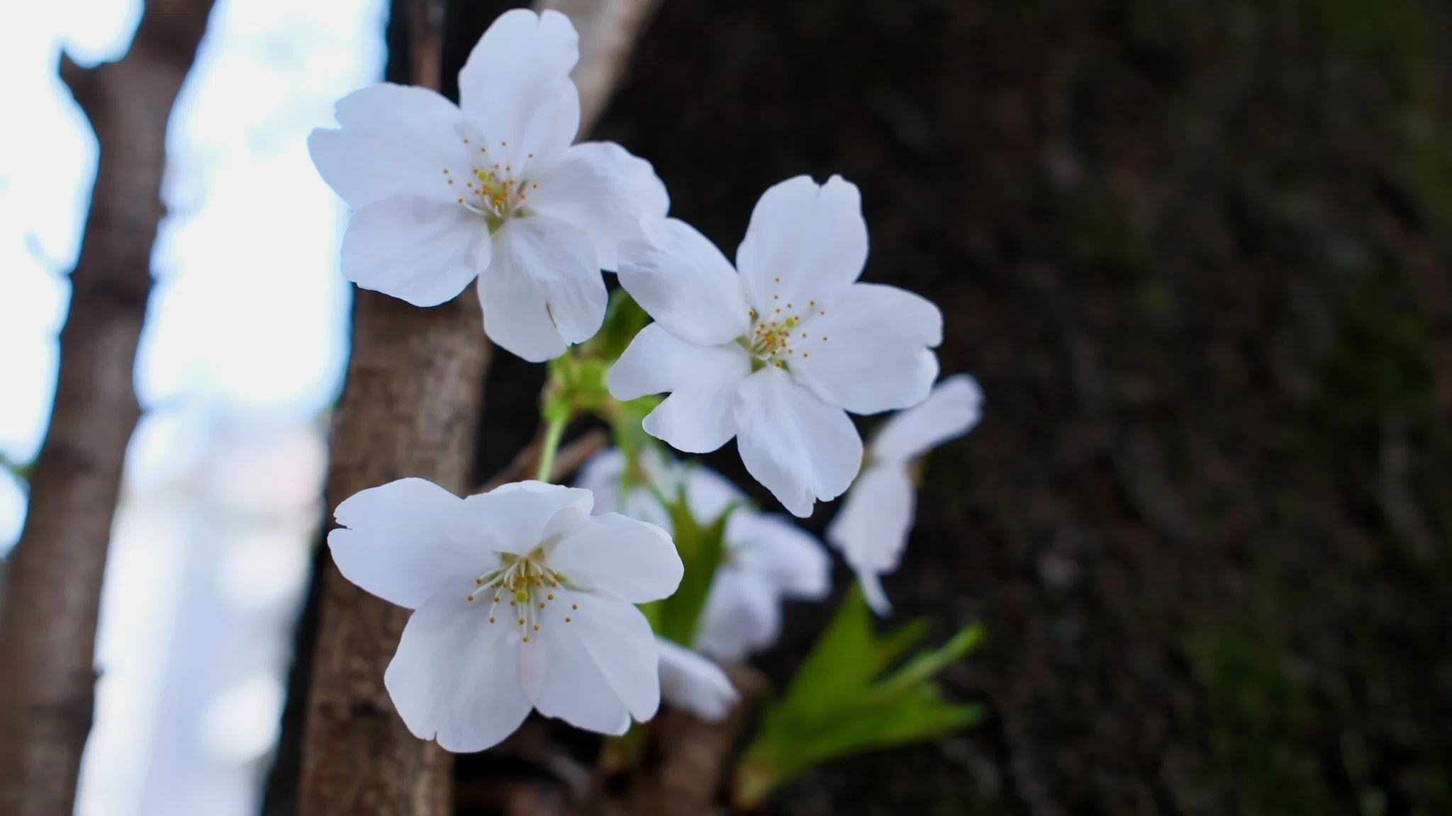 X100Ⅵで桜を撮る。｜福田伸也 / Shinya Fukuda