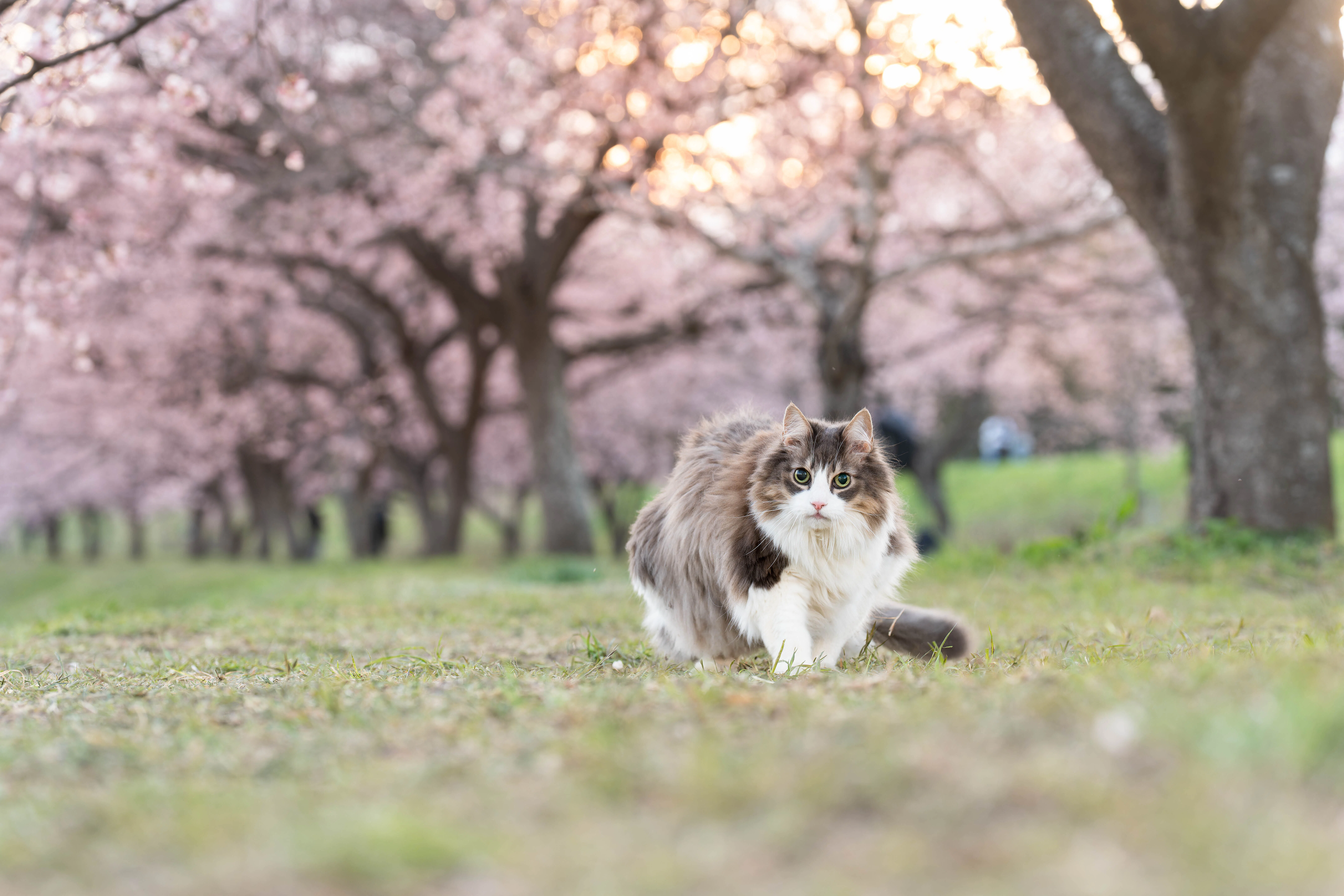 3本足の猫 愛しのDaVinci、桜の中を歩く — SONY a1とa1iiでの記録