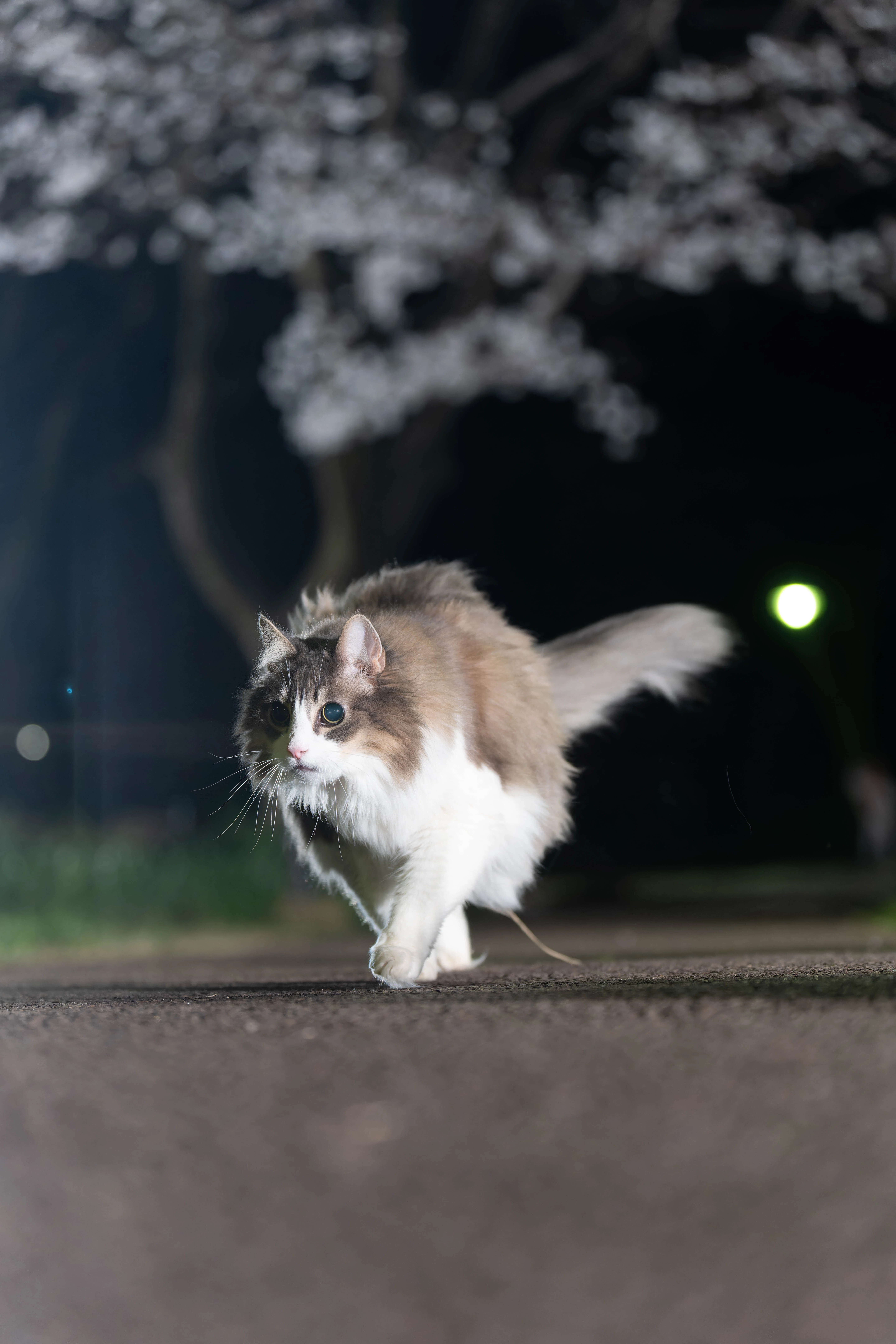 3本足の猫 愛しのDaVinci、桜の中を歩く — SONY a1とa1iiでの記録