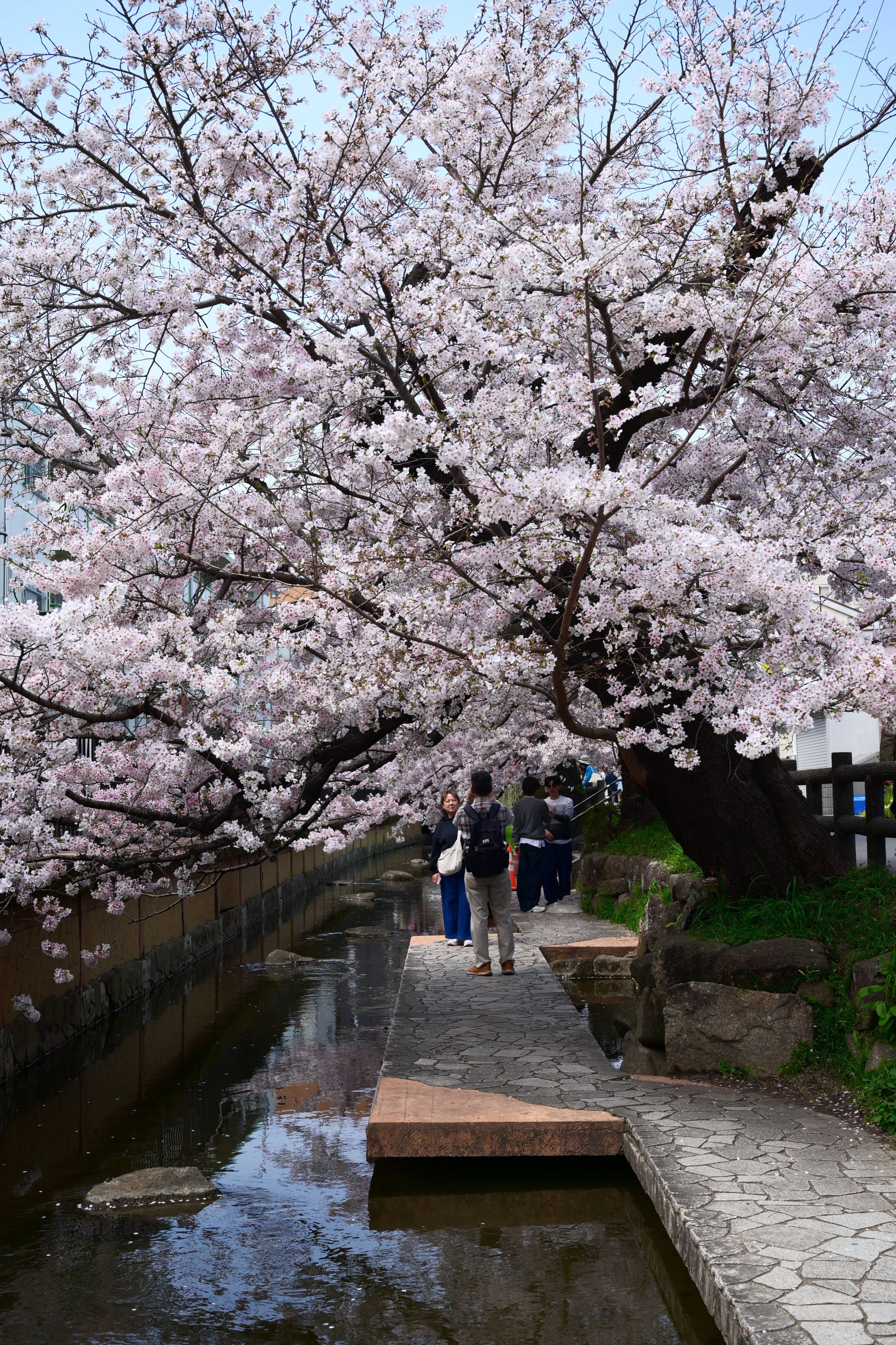 Z5IIで春の桜並木を撮影｜sat