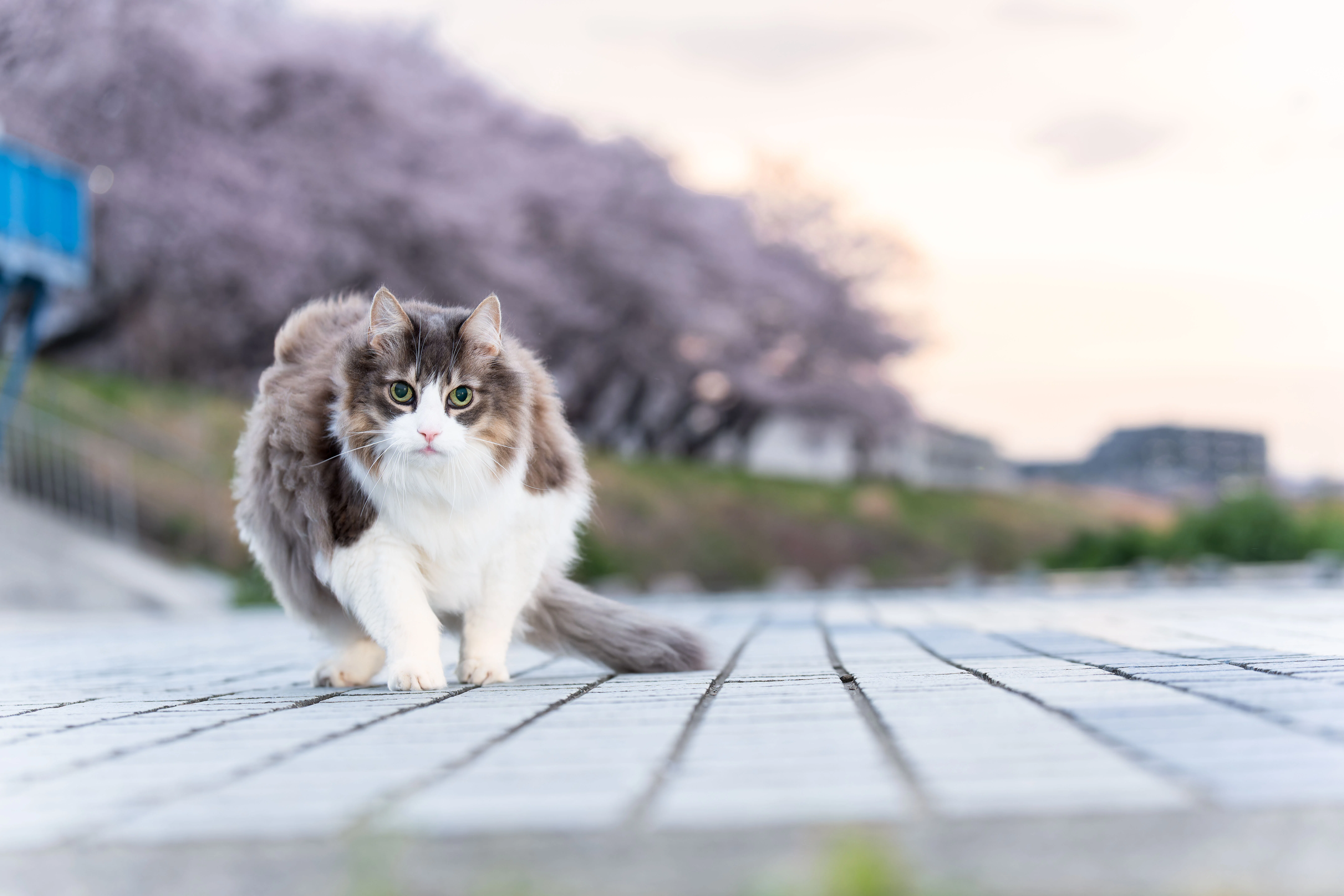 3本足の猫 愛しのDaVinci、桜の中を歩く — SONY a1とa1iiでの記録