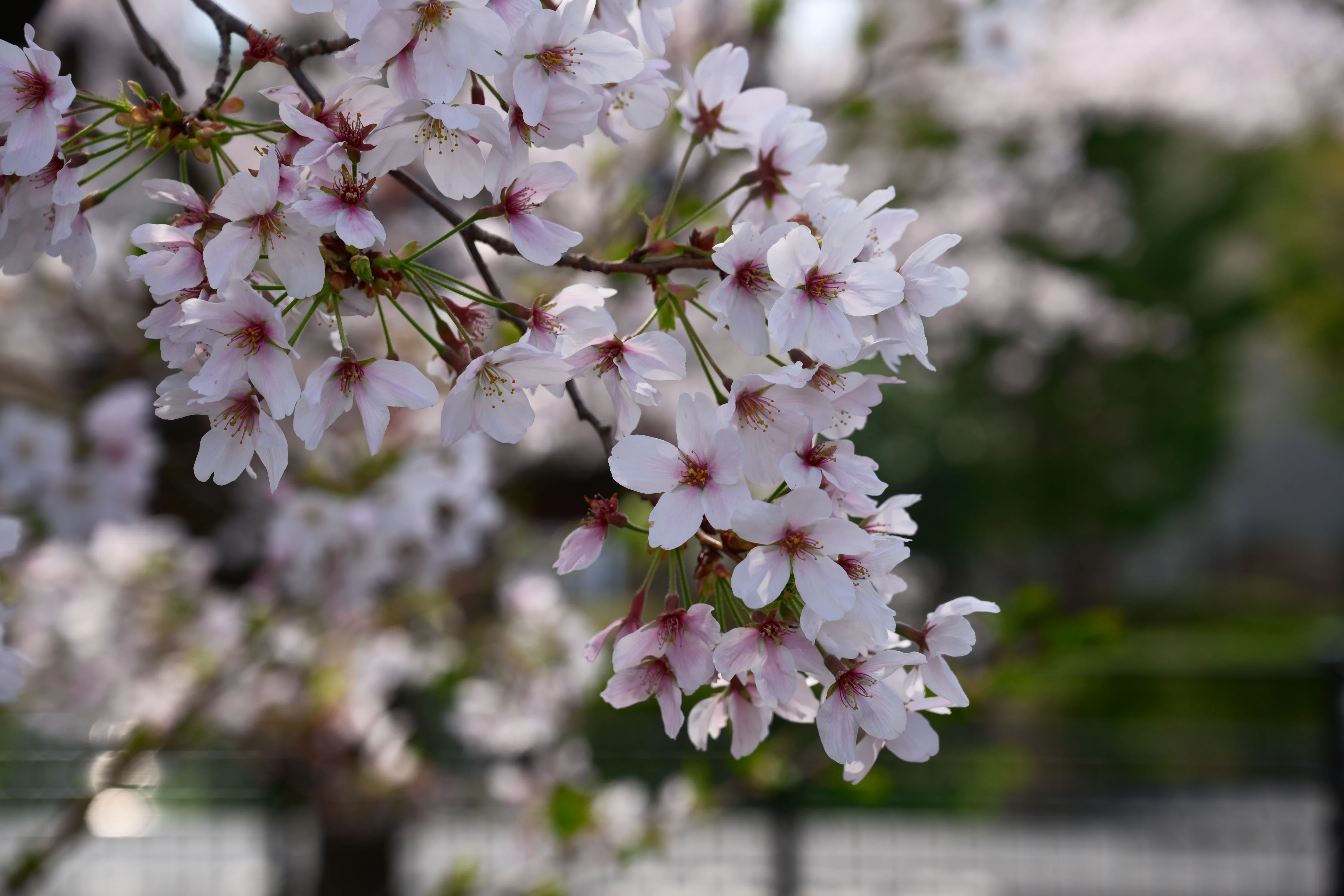 Z5IIで春の桜並木を撮影｜sat