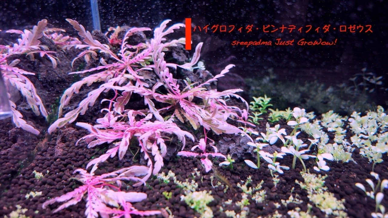 ドSな水草を育てるドMなオヤジ|waterleafs ドSな水草を育てるドMなオヤジ|waterleafs