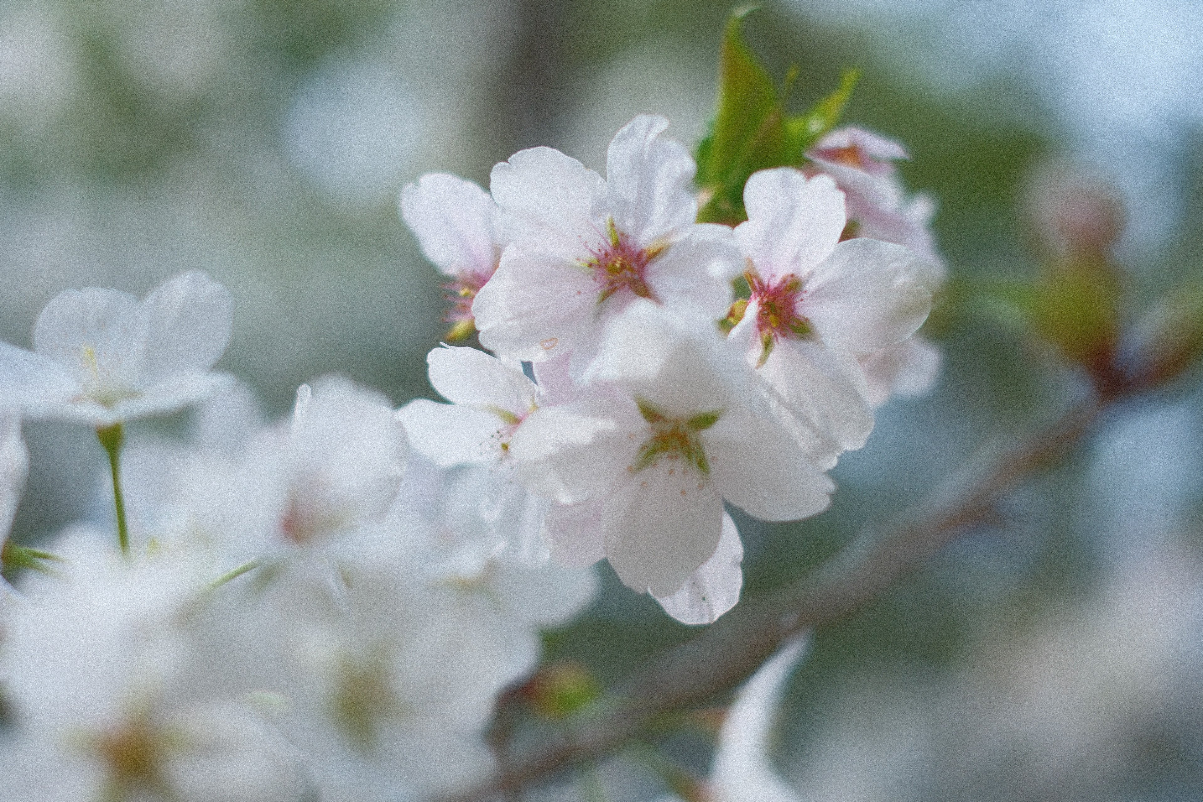 春の花✿お値引き、質問はコメントで✿ 様2点 まとめ商品　A990 、A991 はがき箋 ひだまりの花たち｜hgs-518 | 手紙・カード,はがき箋,春