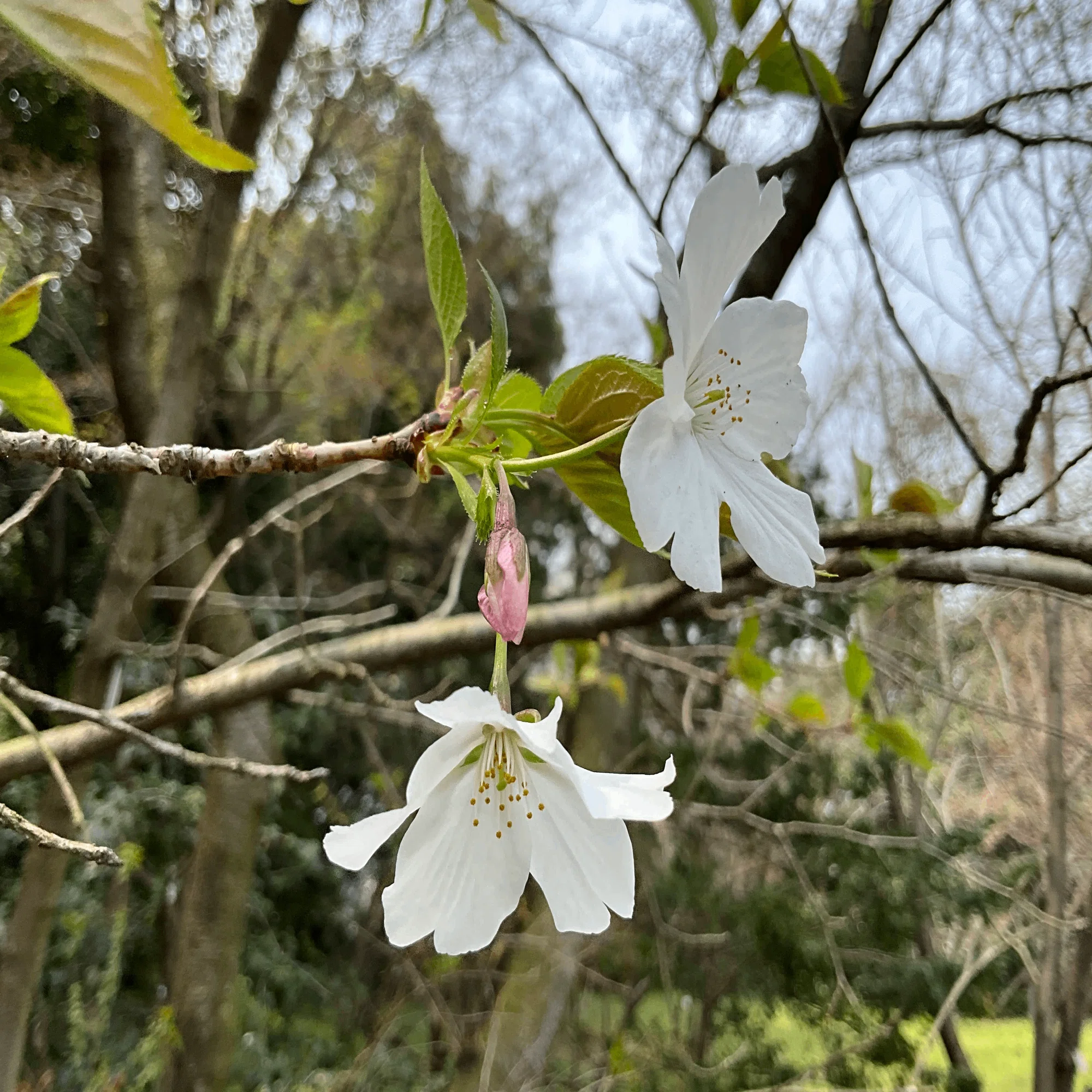オオシマザクラ（京都府立植物園）No.30：2026年4月5日（日）｜藤井