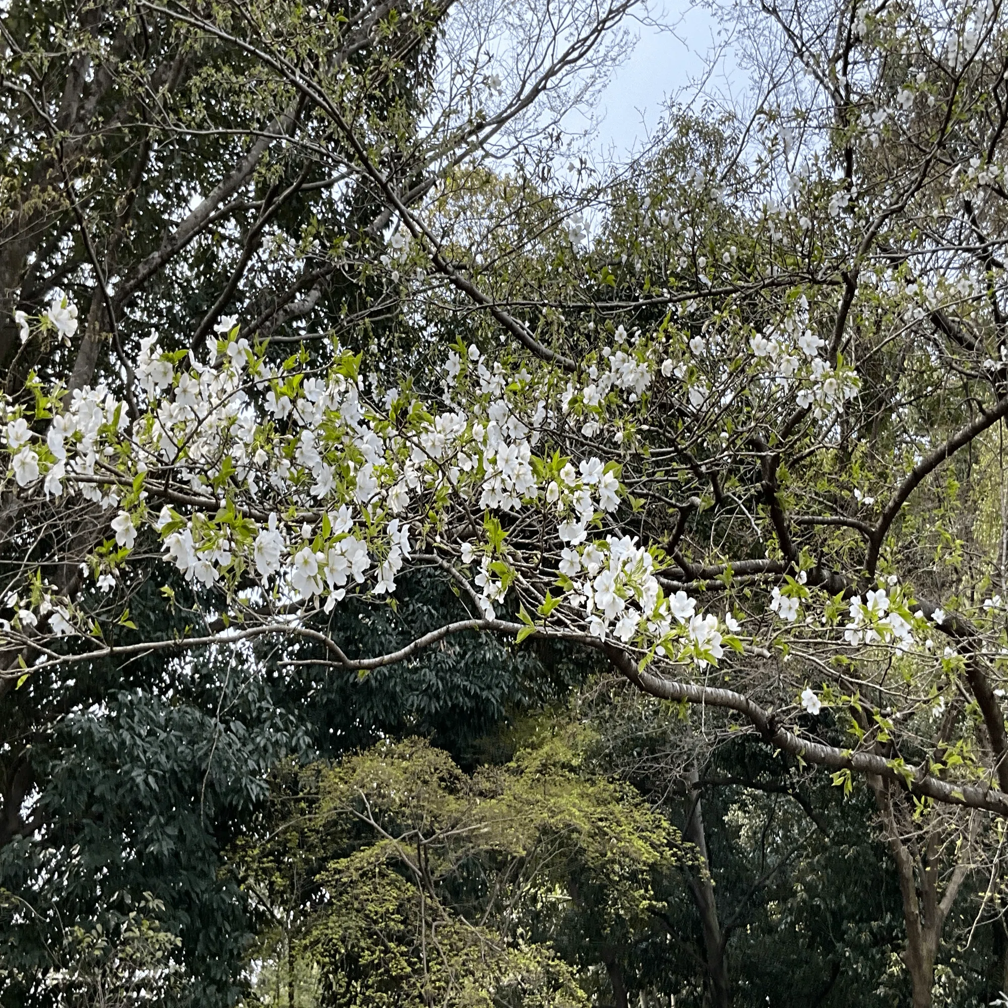 山採り　マンサク　特大 オオシマザクラ（京都府立植物園）No.30：2026年4月5日（日）｜藤井