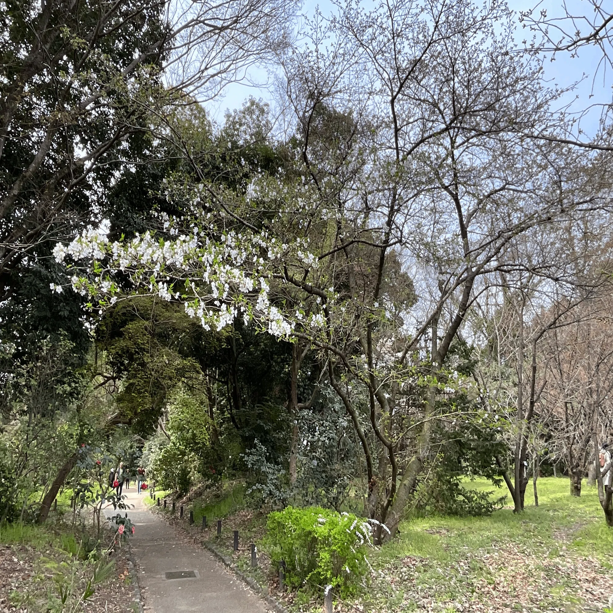 オオシマザクラ（京都府立植物園）No.30：2026年4月5日（日）｜藤井
