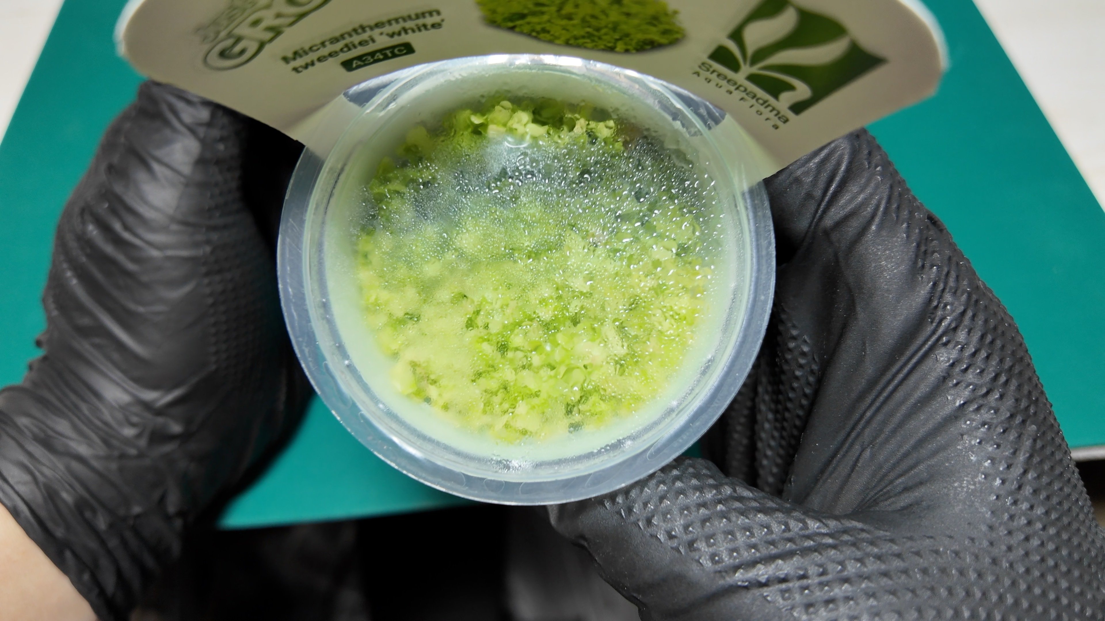 ドSな水草を育てるドMなオヤジ|waterleafs ドSな水草を育てるドMなオヤジ|waterleafs
