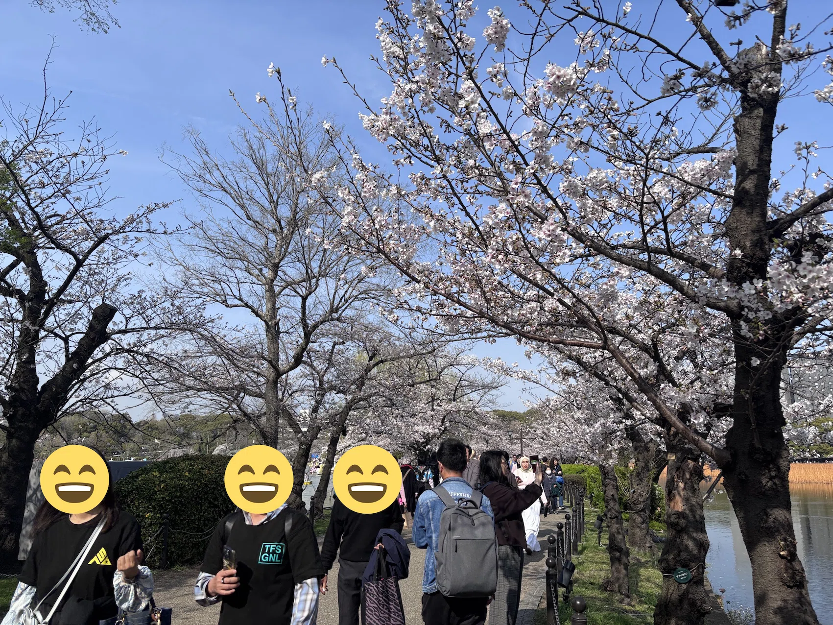 上野の桜 2026.3.30撮影｜4課のNさん