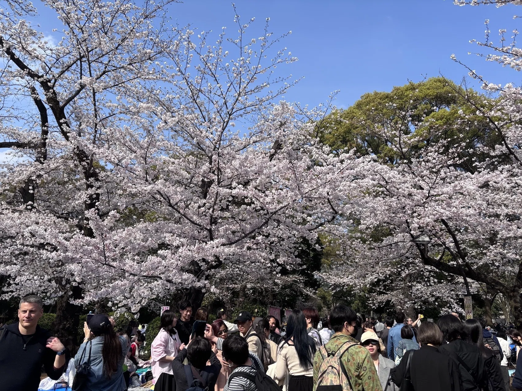 上野の桜 2026.3.30撮影｜4課のNさん