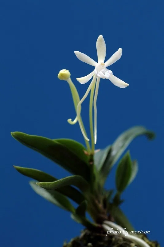 富貴蘭「双尾龍」の花（過去の画像倉庫から）｜KJ Morison