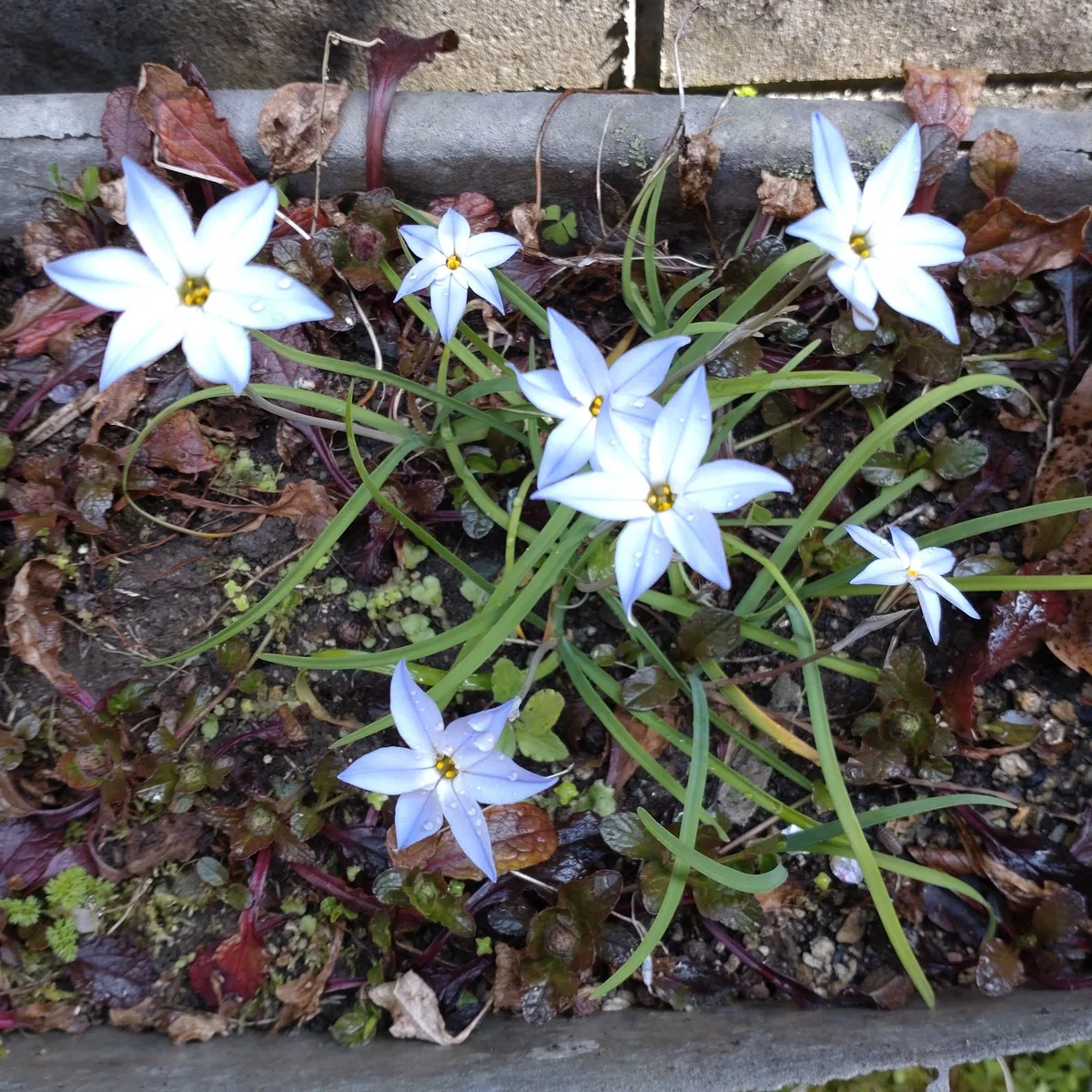 花ニラ|がーこ