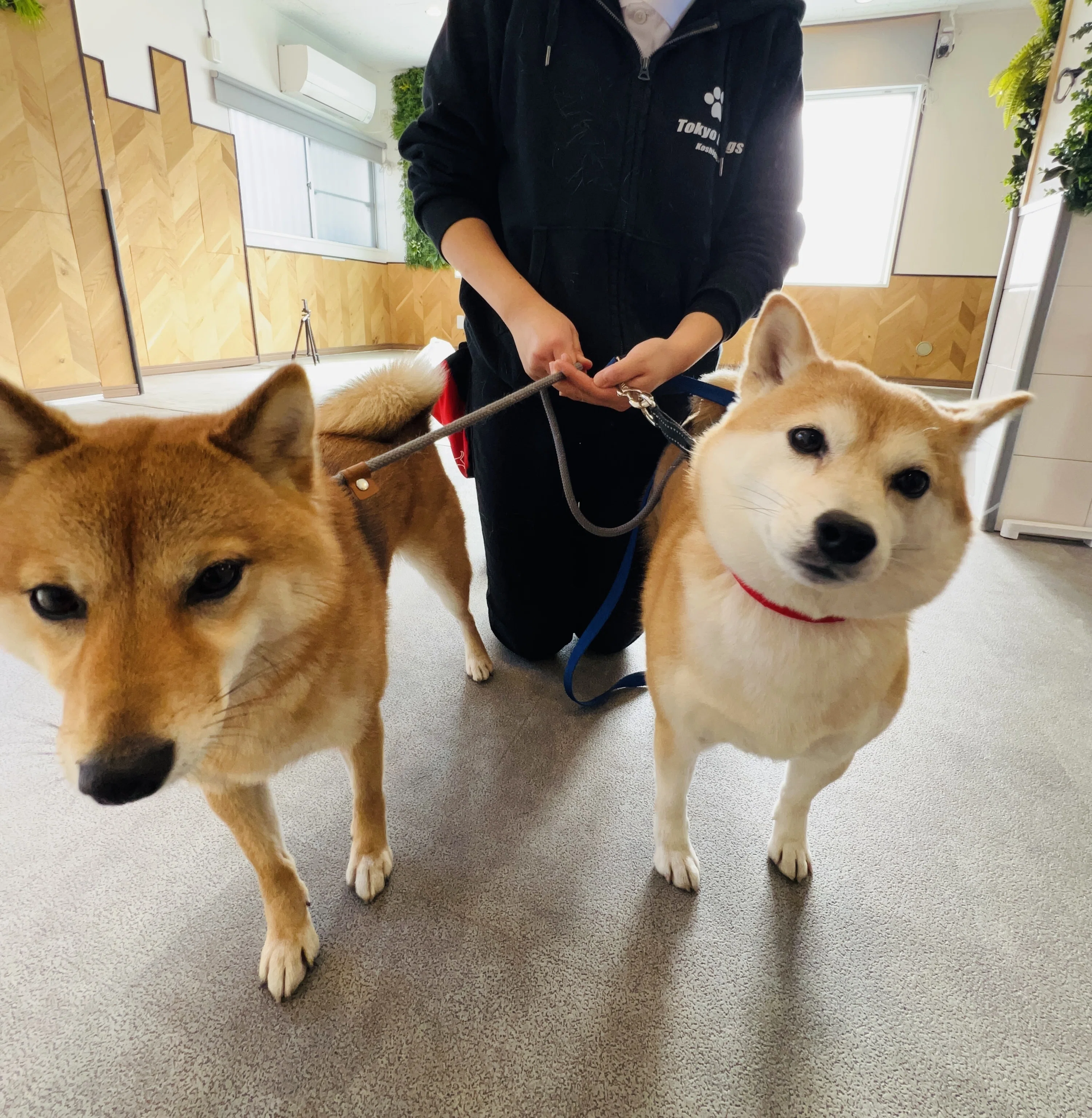 額装「忠犬」Dogs are very loyal 額装「忠犬」Dogs are very loyal A