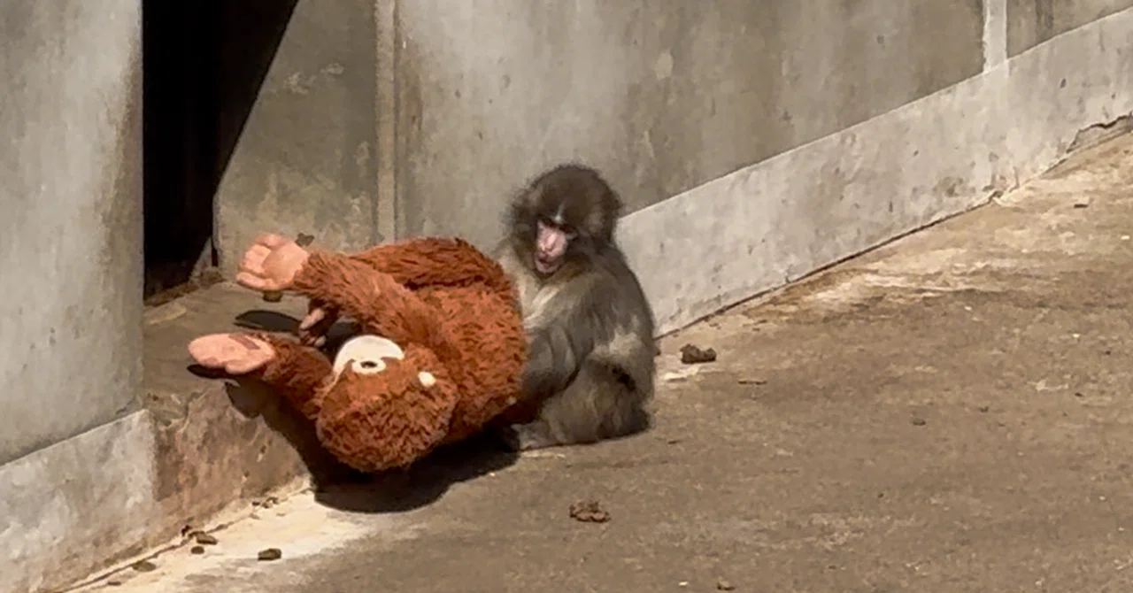 おさるのパンチくんに会いにいく16-市川市動植物園（千葉県）｜Solo