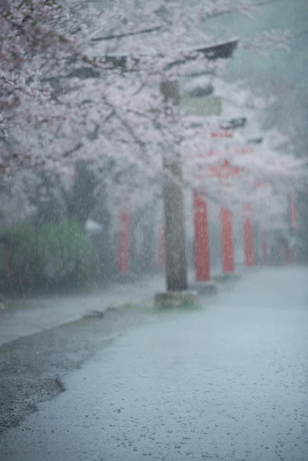 生憎の雨か？恵みの雨か？今年の桜｜夏と放し飼い