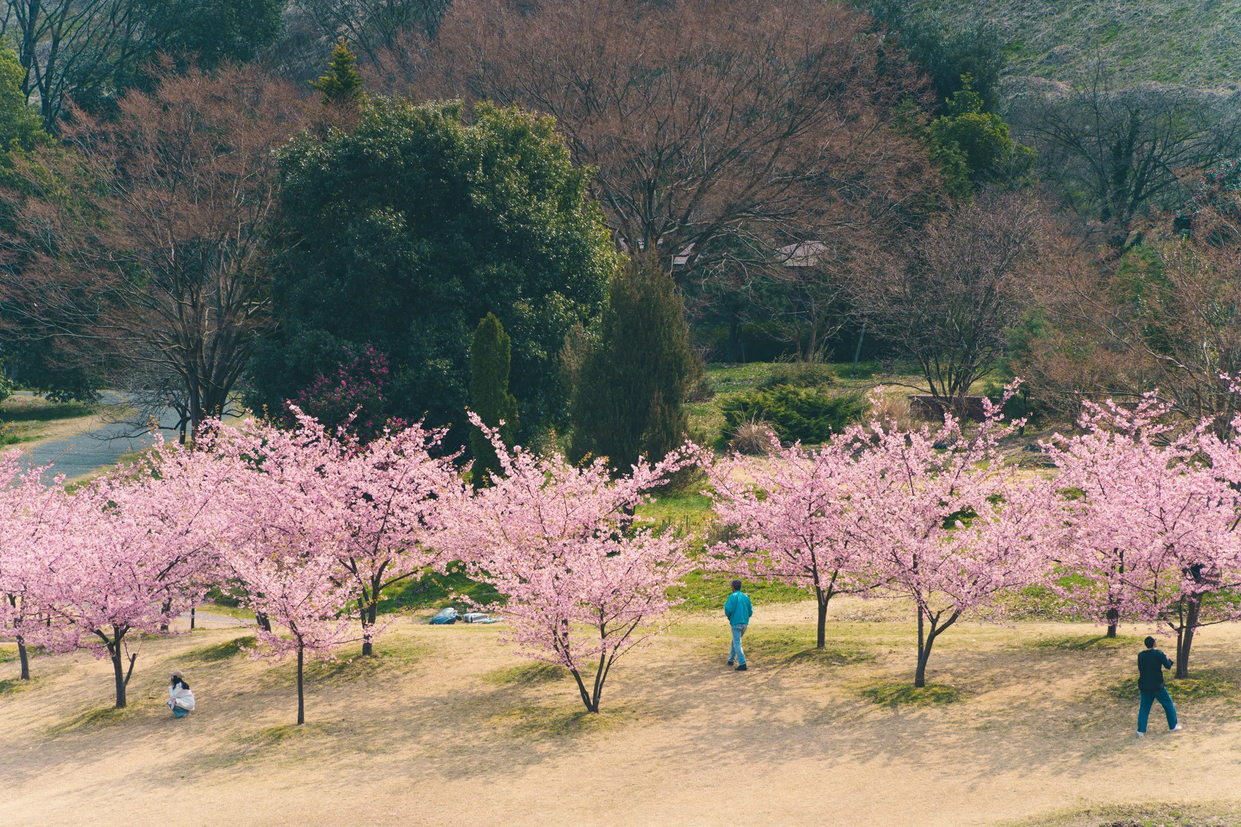 TAMRON 25-200mm で撮る河津桜 / 高倍率ズームの楽しさ｜chiba