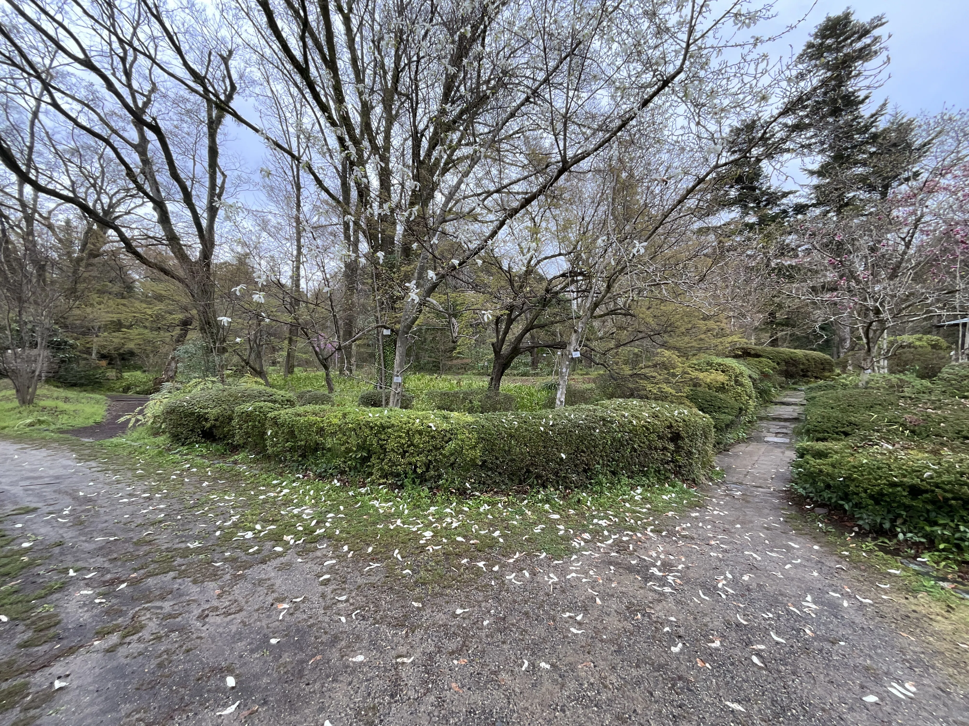 コブシ（京都府立植物園）No.52：2026年3月31日（火）｜藤井秀昭
